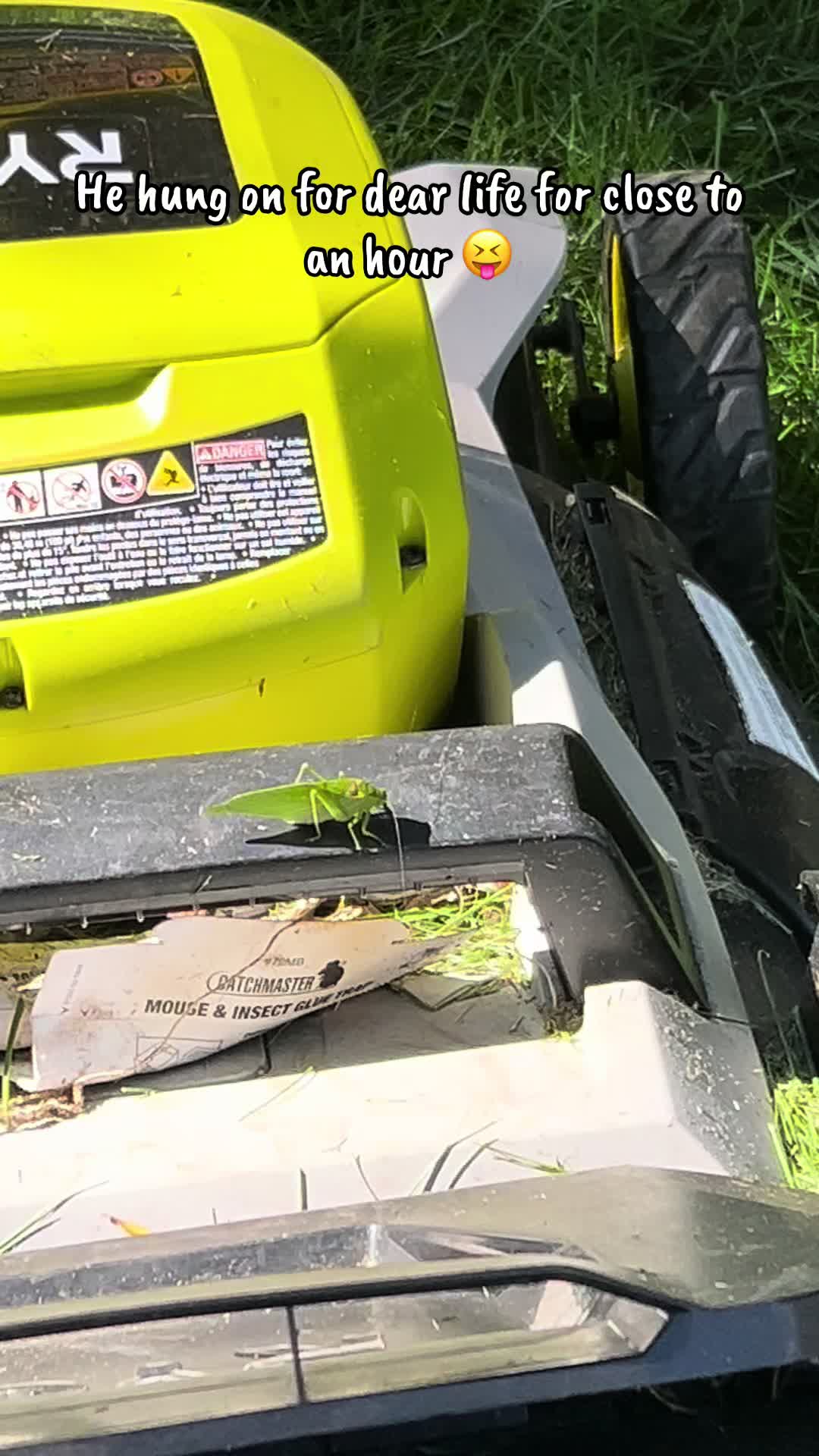 @jojo♥️autism💚garden💙dogmom