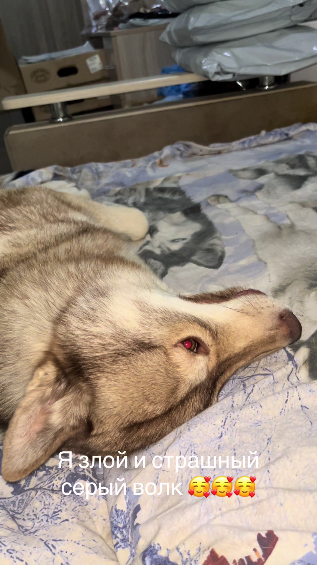 @🐕🦺Бонифаций и Арчибальд🐕