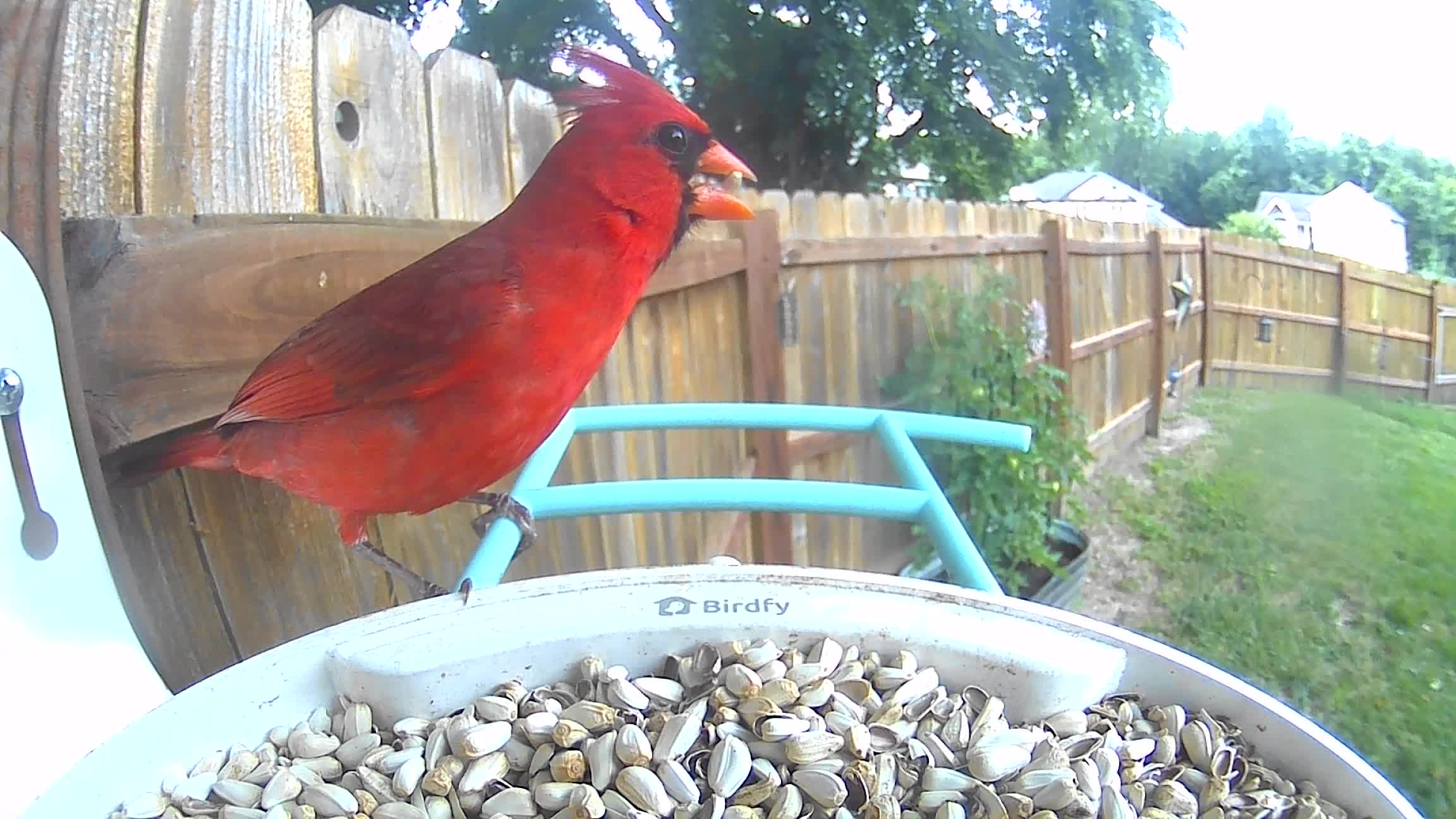 @Crazy Bird Lady