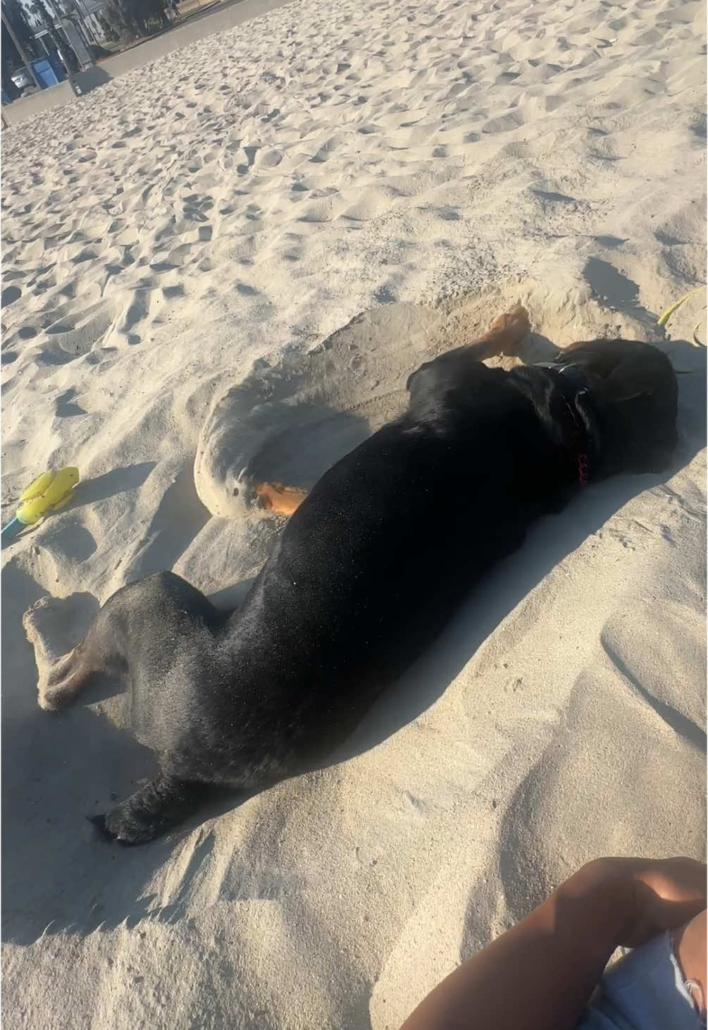 @Pluto the Rottie