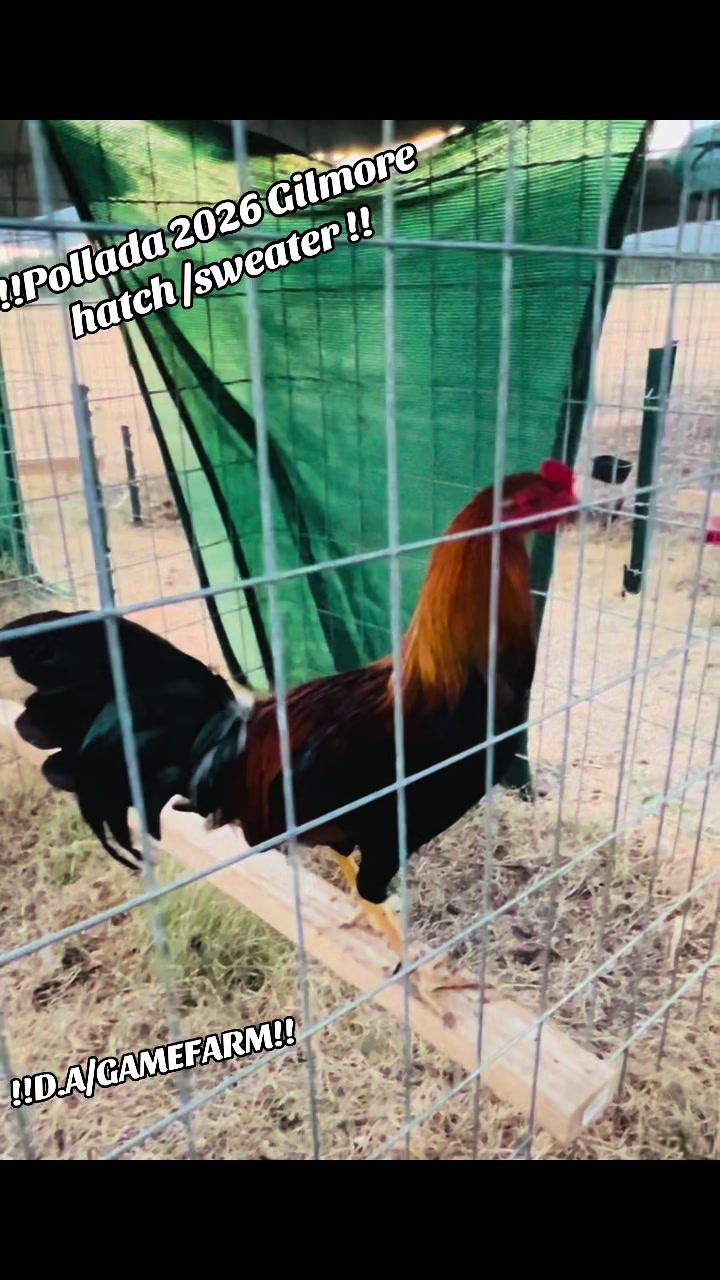 @DAgamefarm