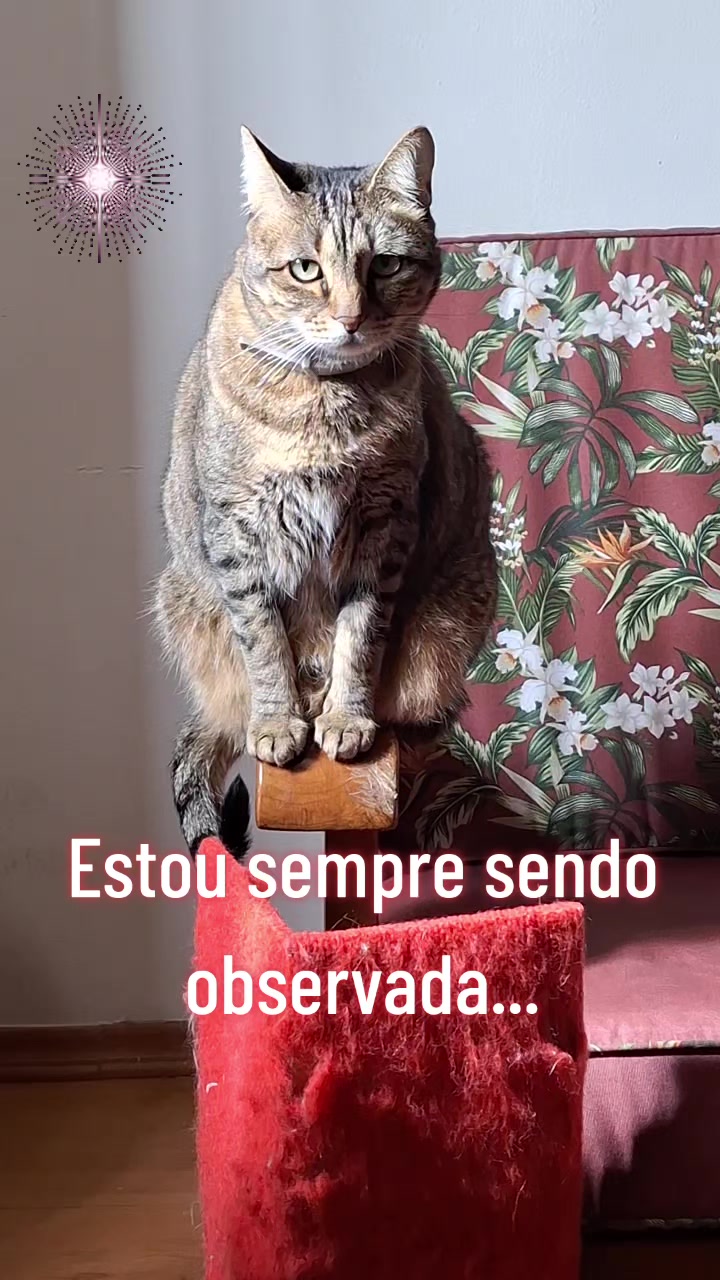 @MagdaAmoAnimais😾🐶🕊🐅🐍🐢🦜