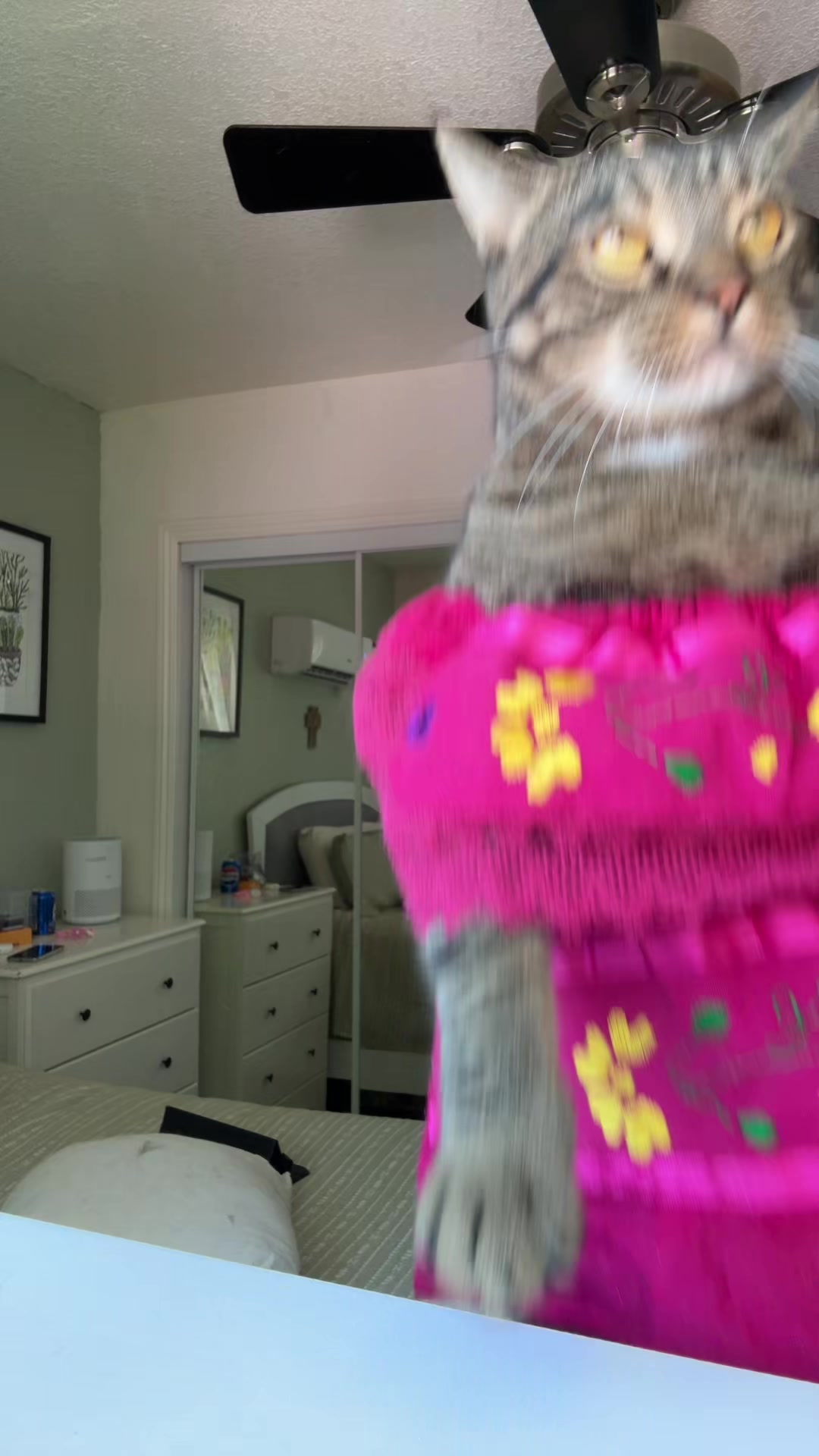 @thedancingcats13