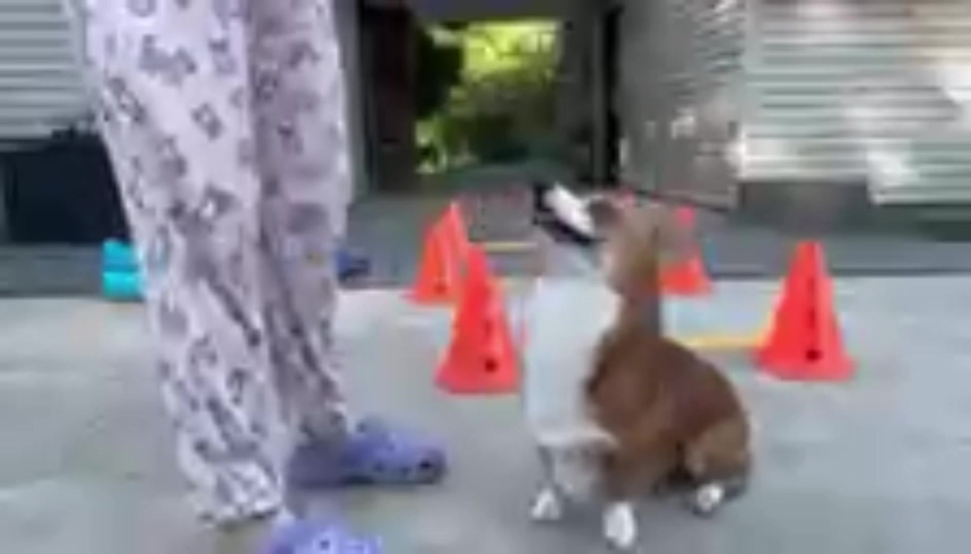 @South Jersey Corgi Rescue