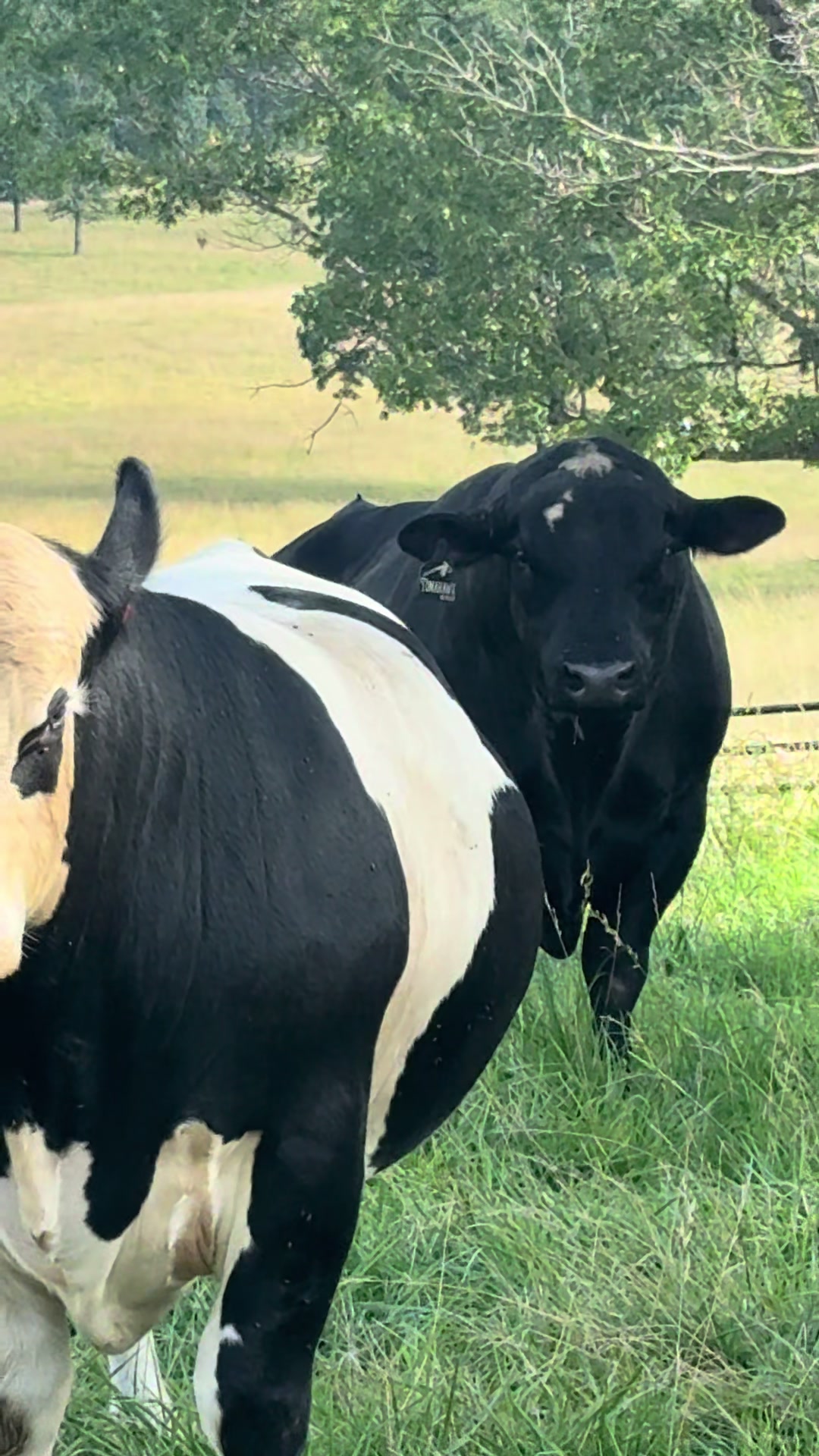 @Massey Land & Cattle