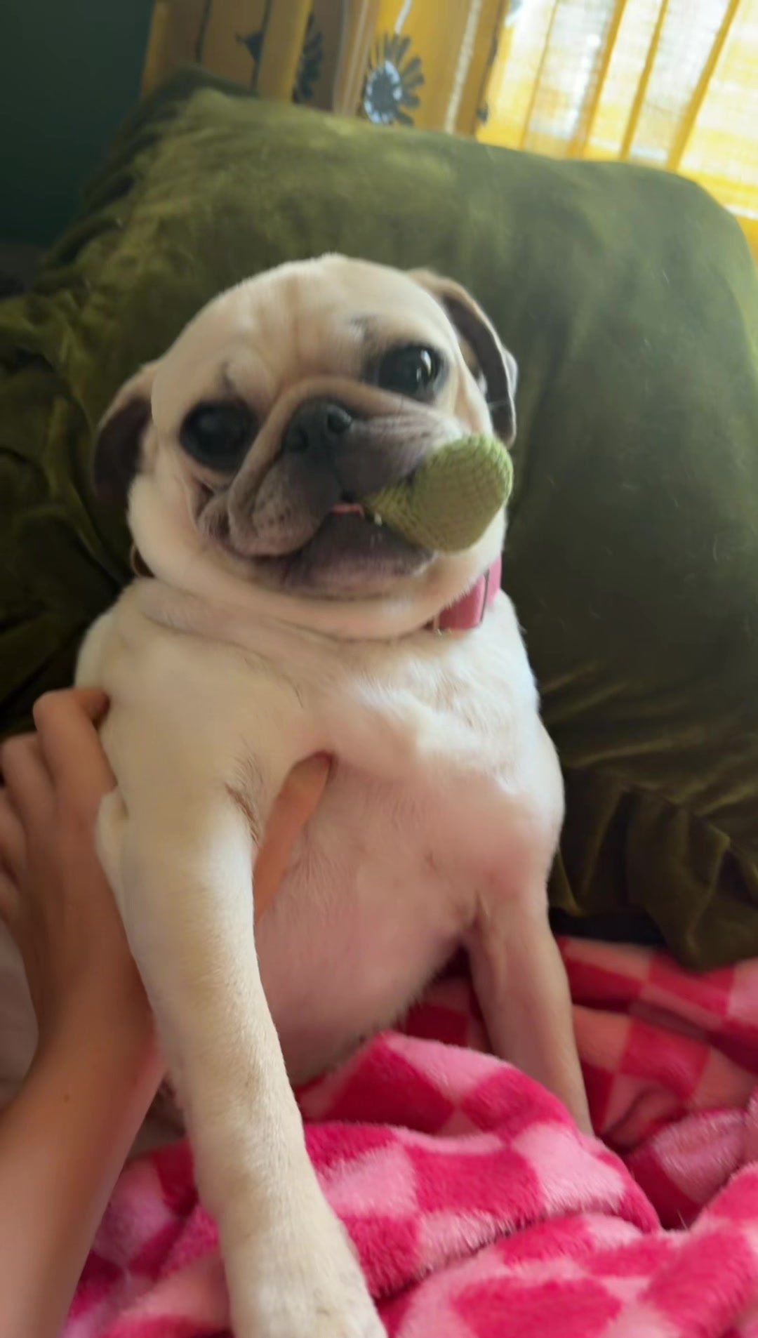 @babycookie