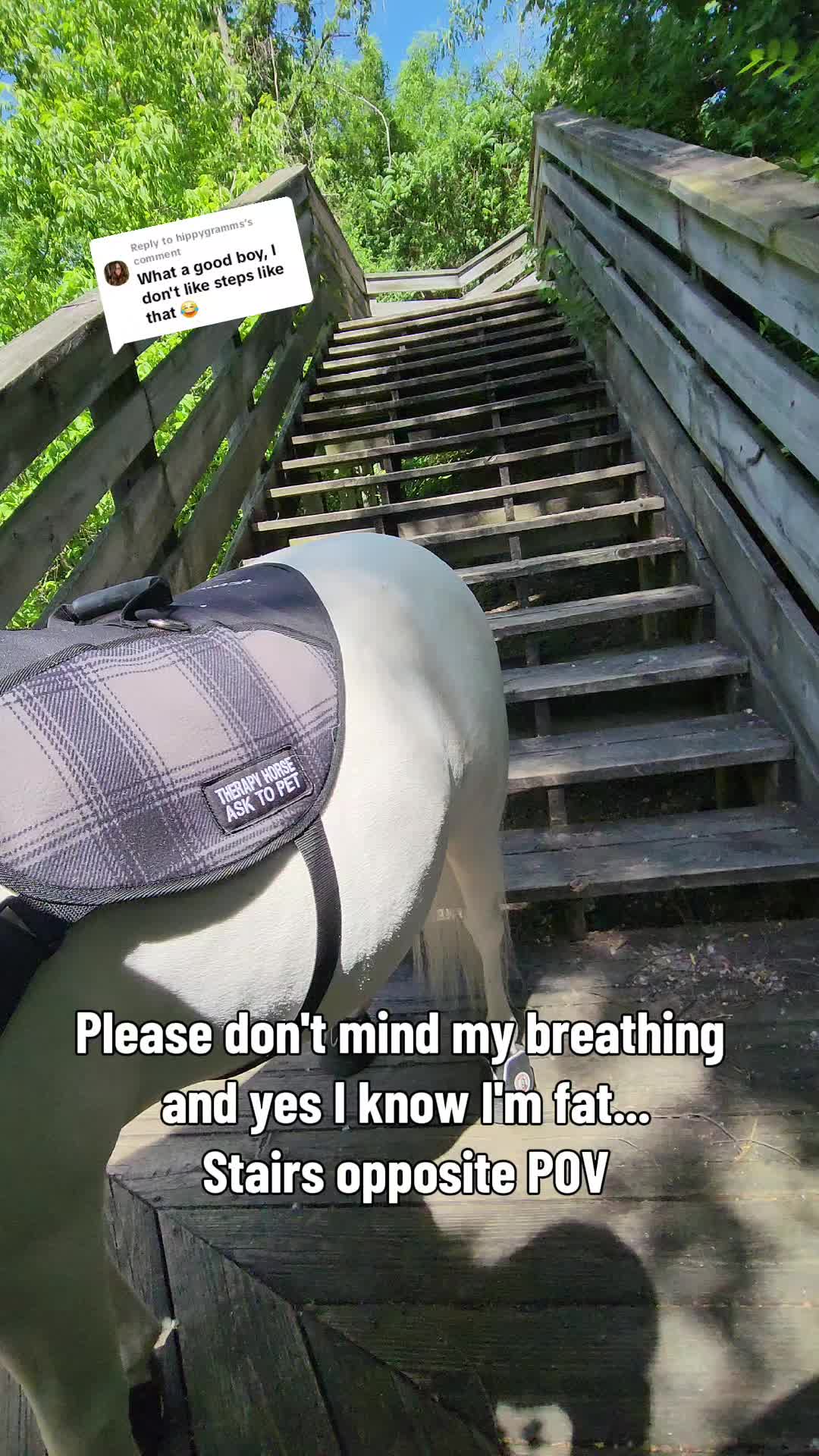 @minihorsemomandtrainer🐴🐴🐴🐴
