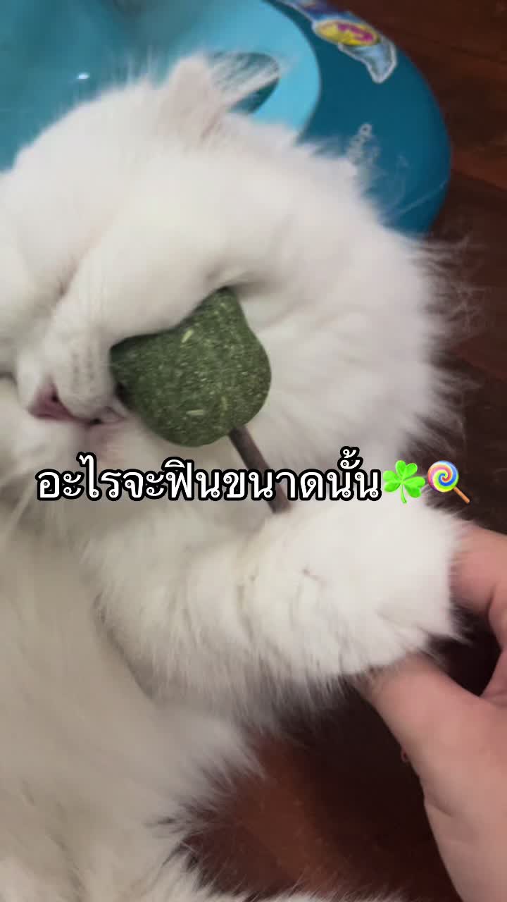 @รักแมวมากมากมาก