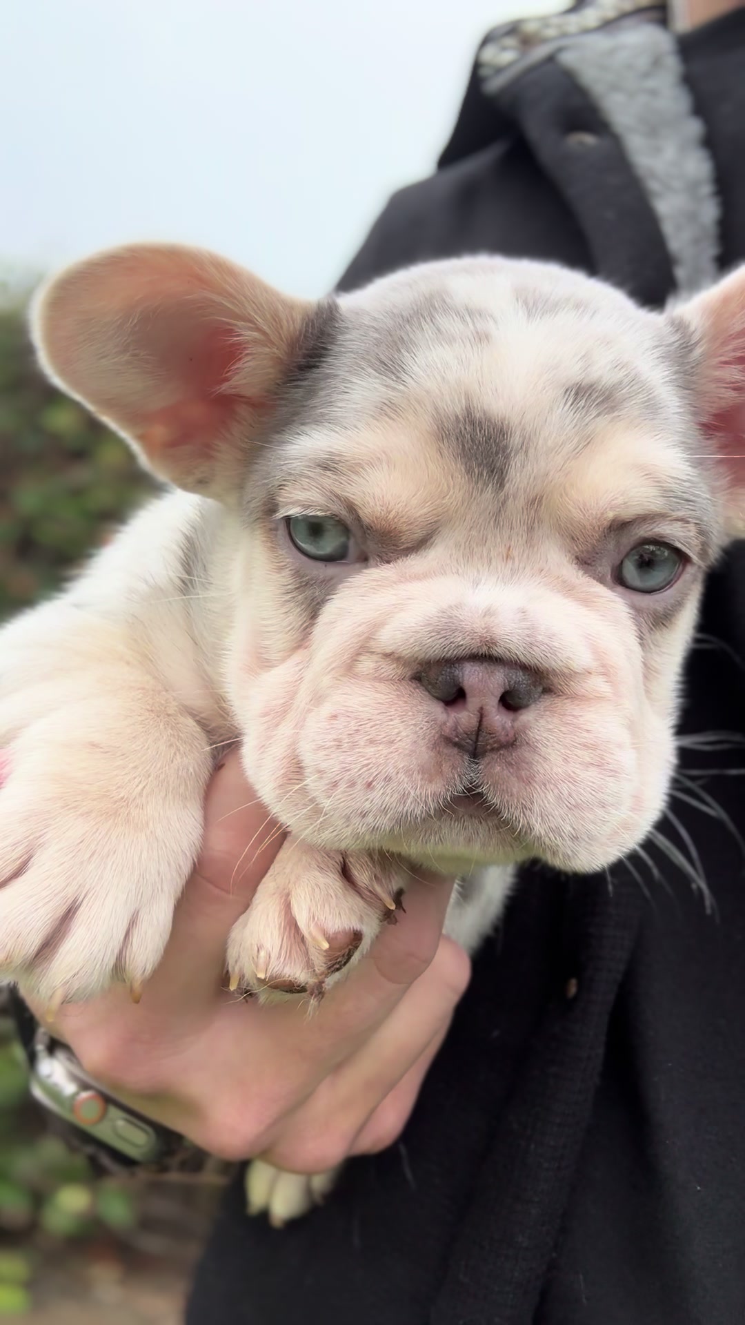@TheFrenchieShop