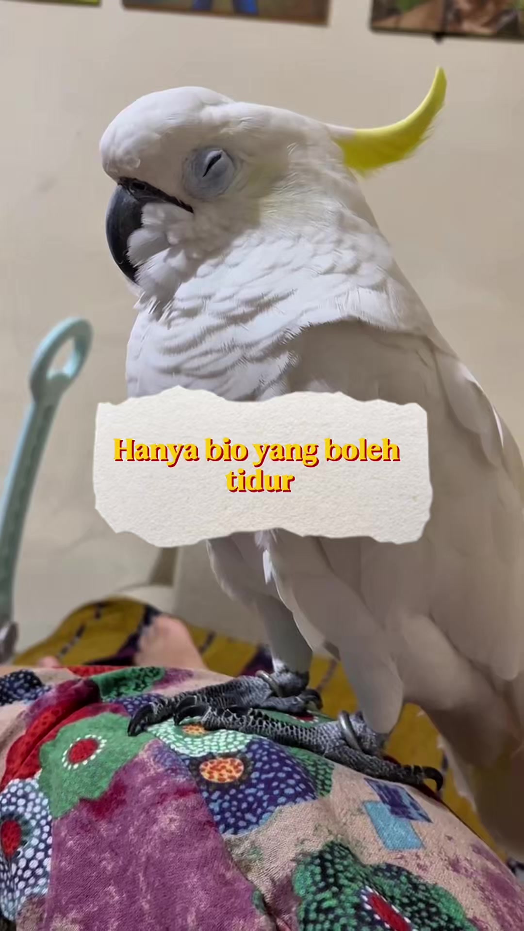 @bio_bege