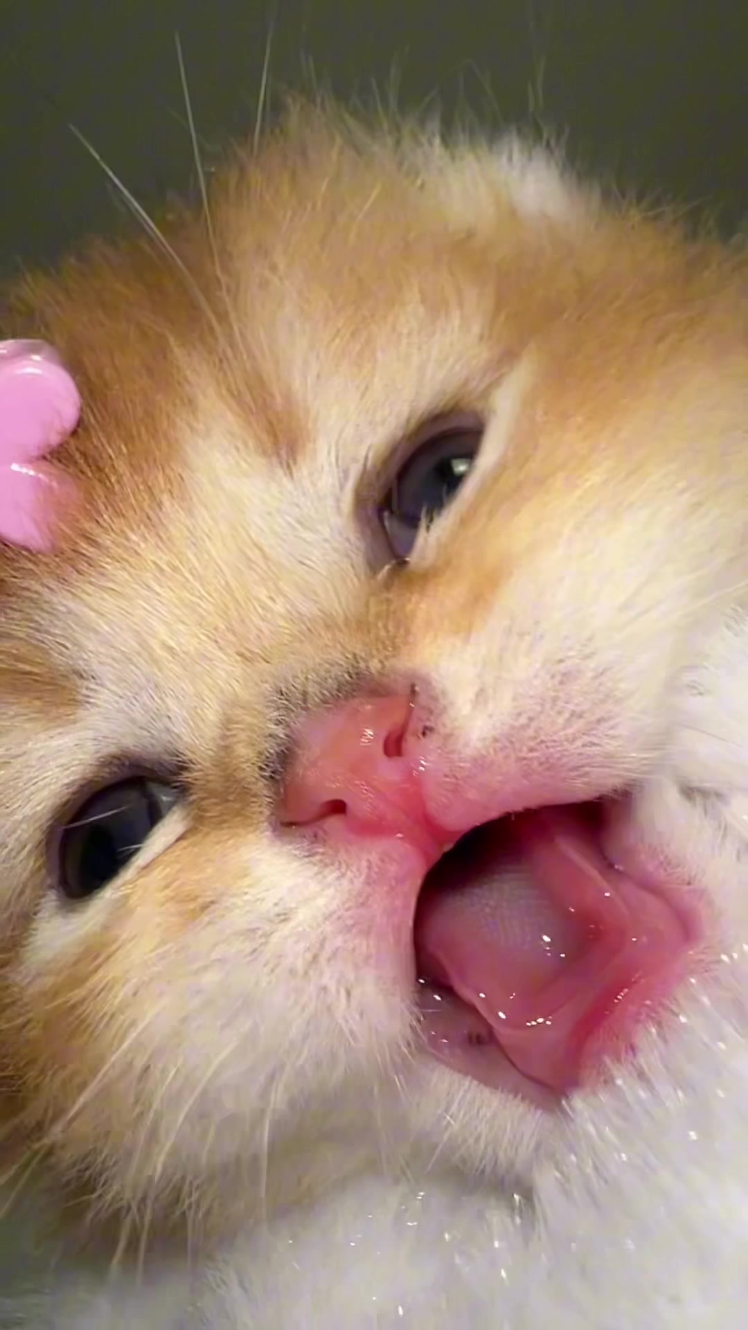 @Soothing Cats😻