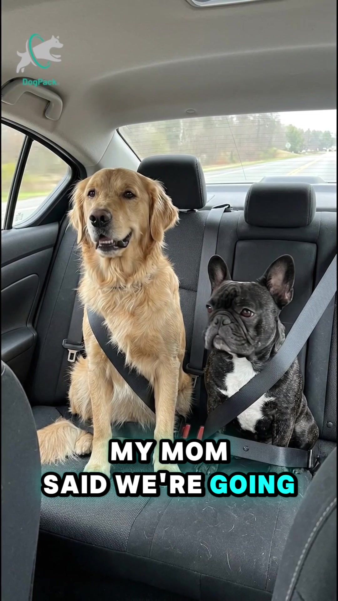 @DogPack