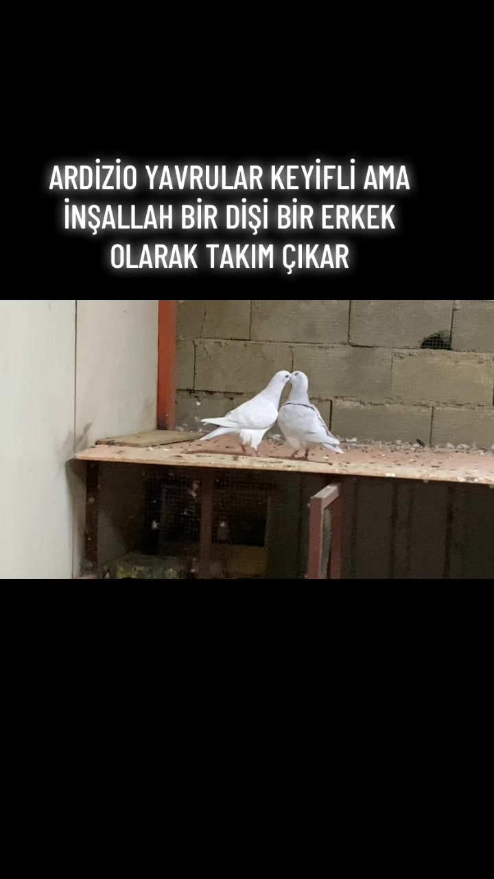 @ⒼİSMAİL ACARⒼ