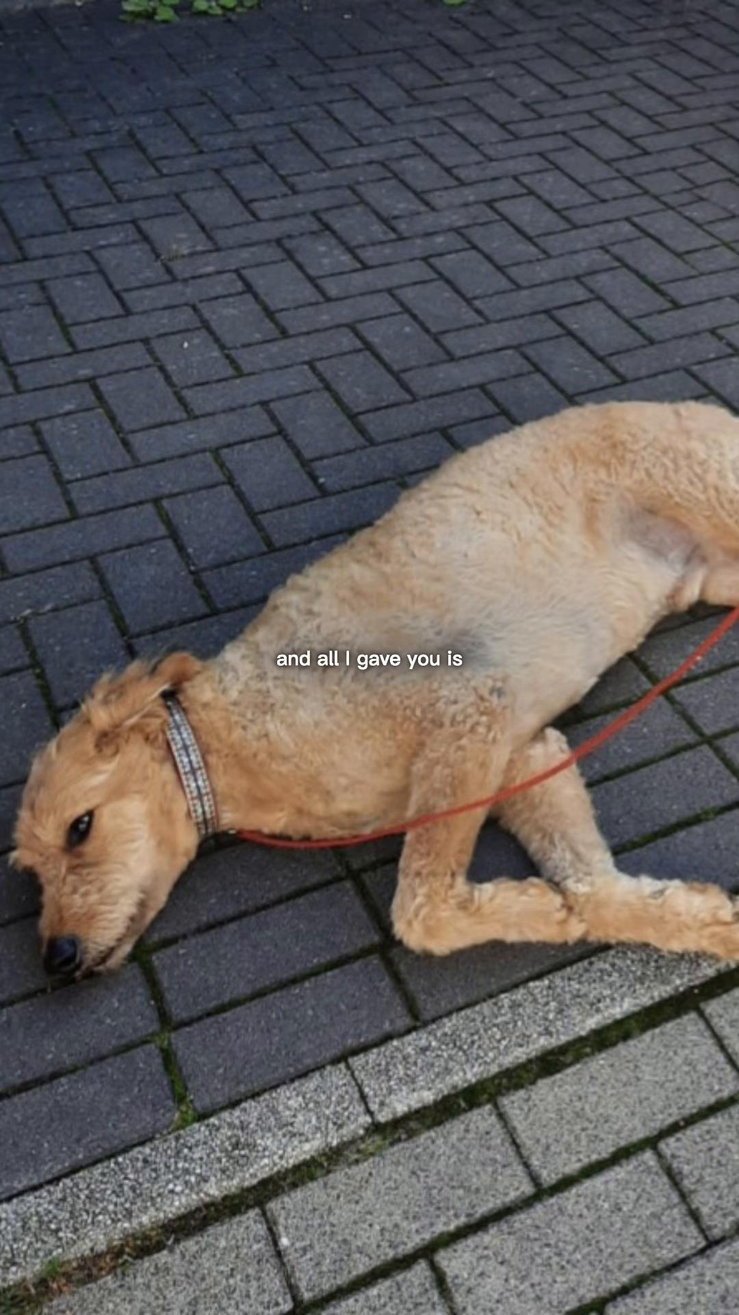 @Flens🐶🕊