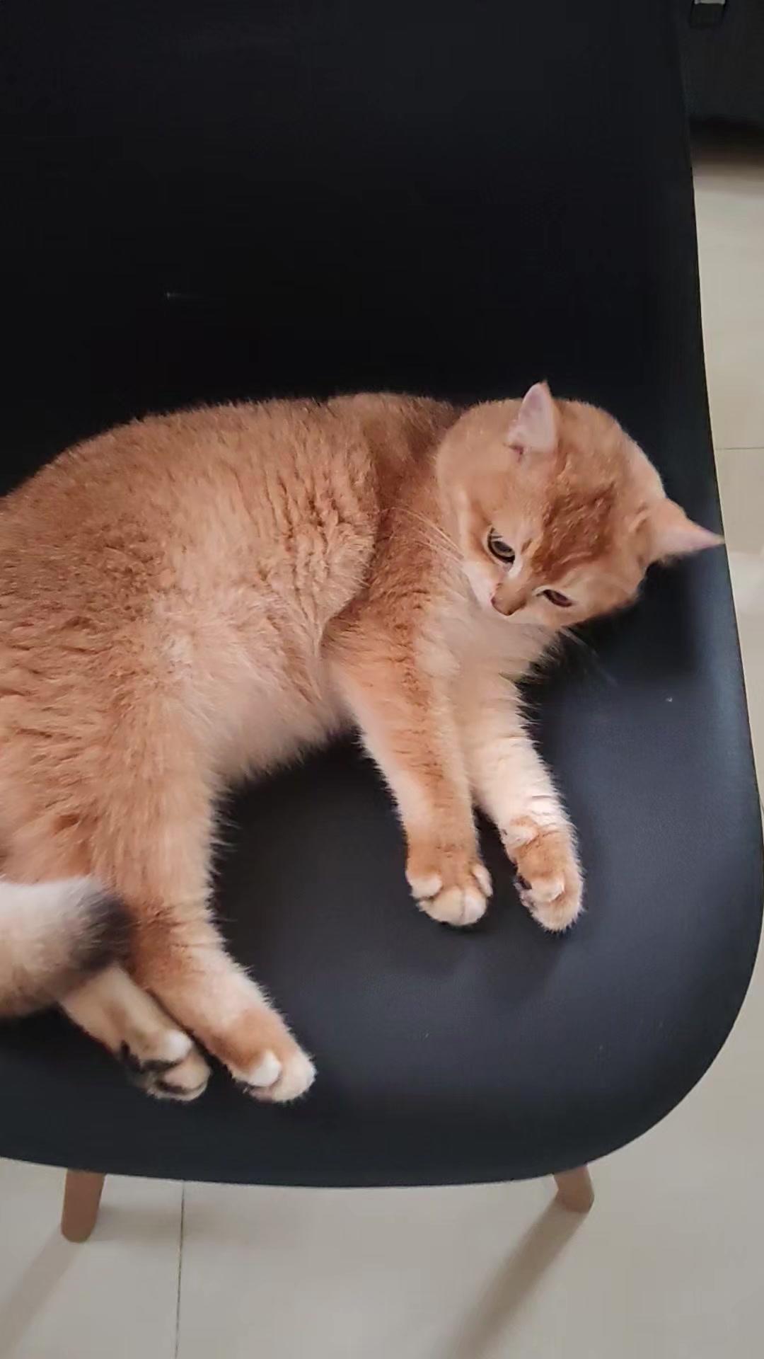 @UniqueClaw Cattery
