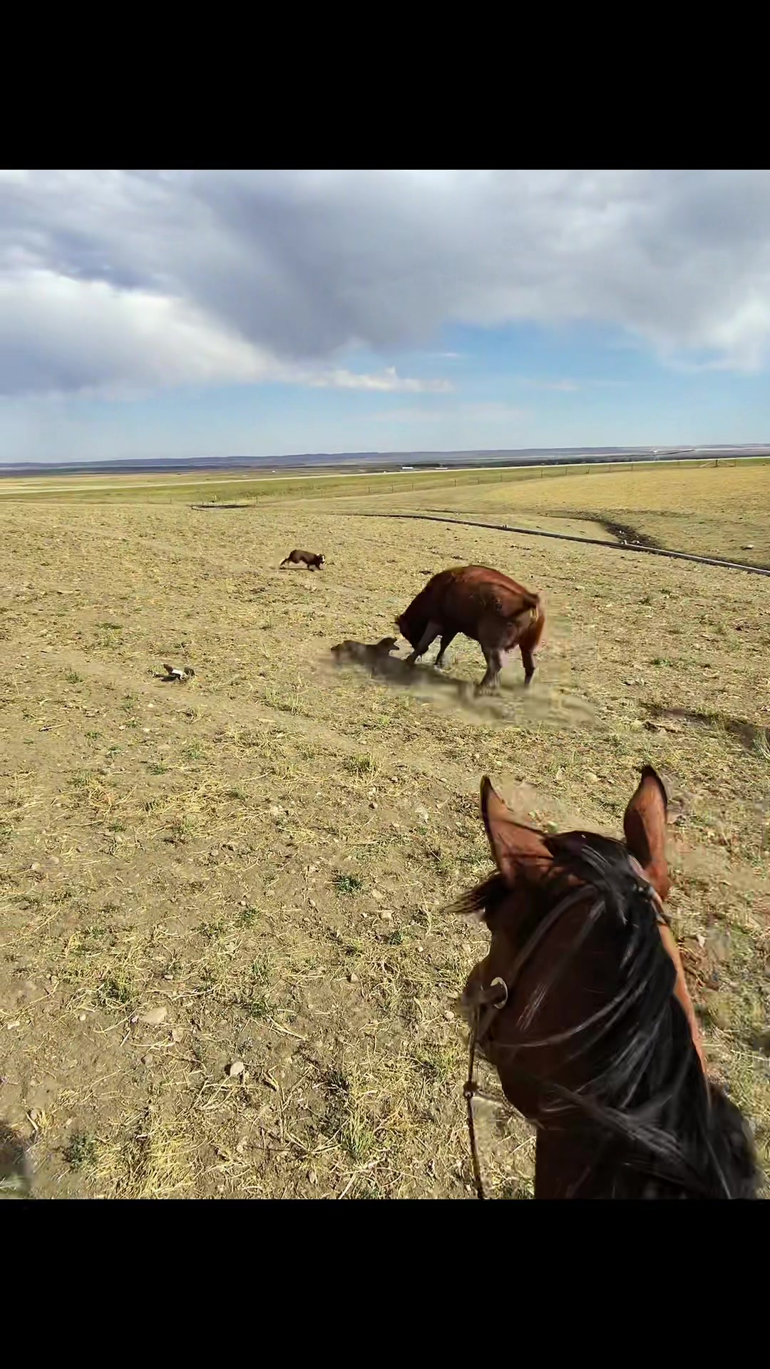 @Ducestockdogs&QuarterHorses