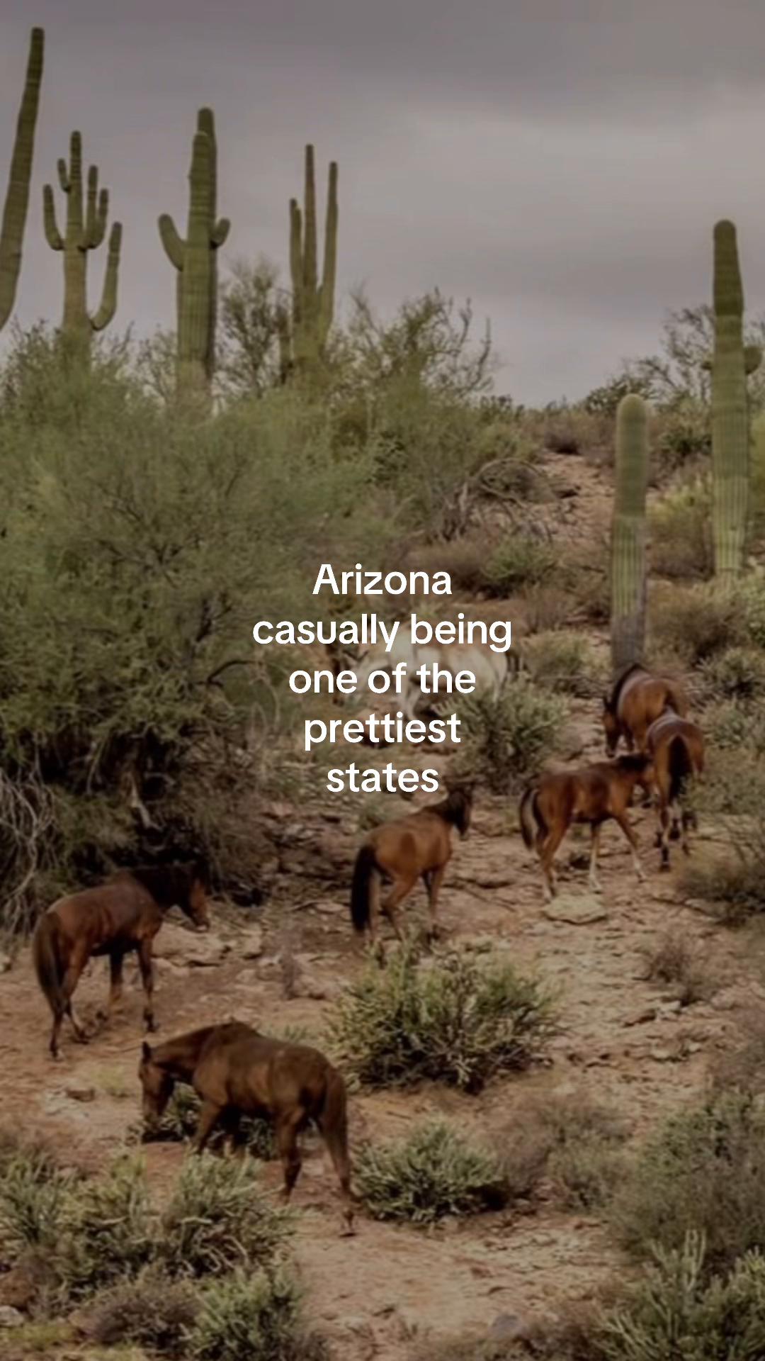 @Local Arizona Life