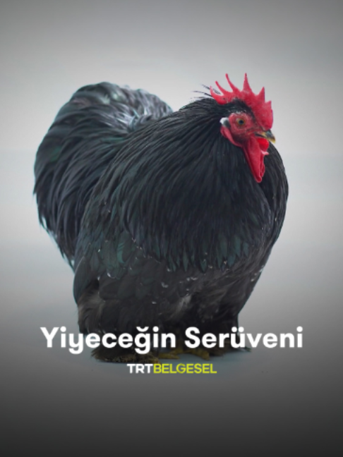 @TRT Belgesel