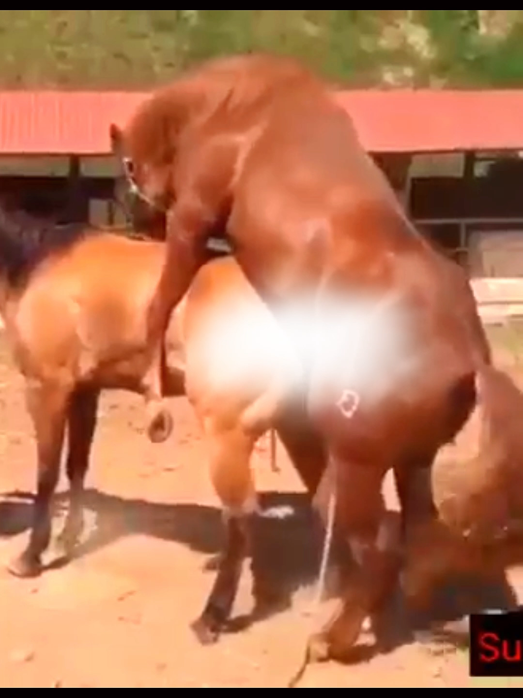 @horselife015
