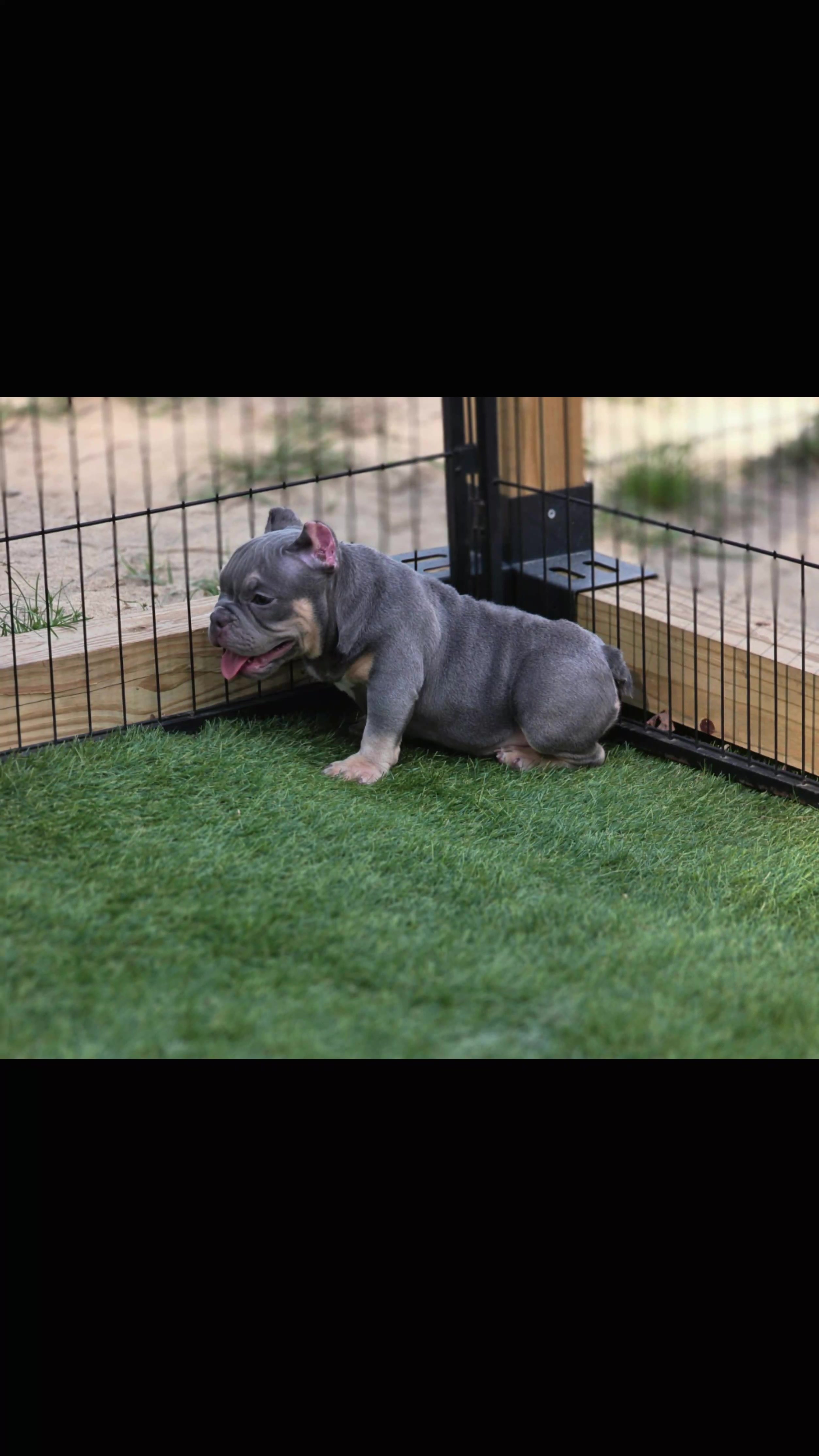 @baglife_kennels