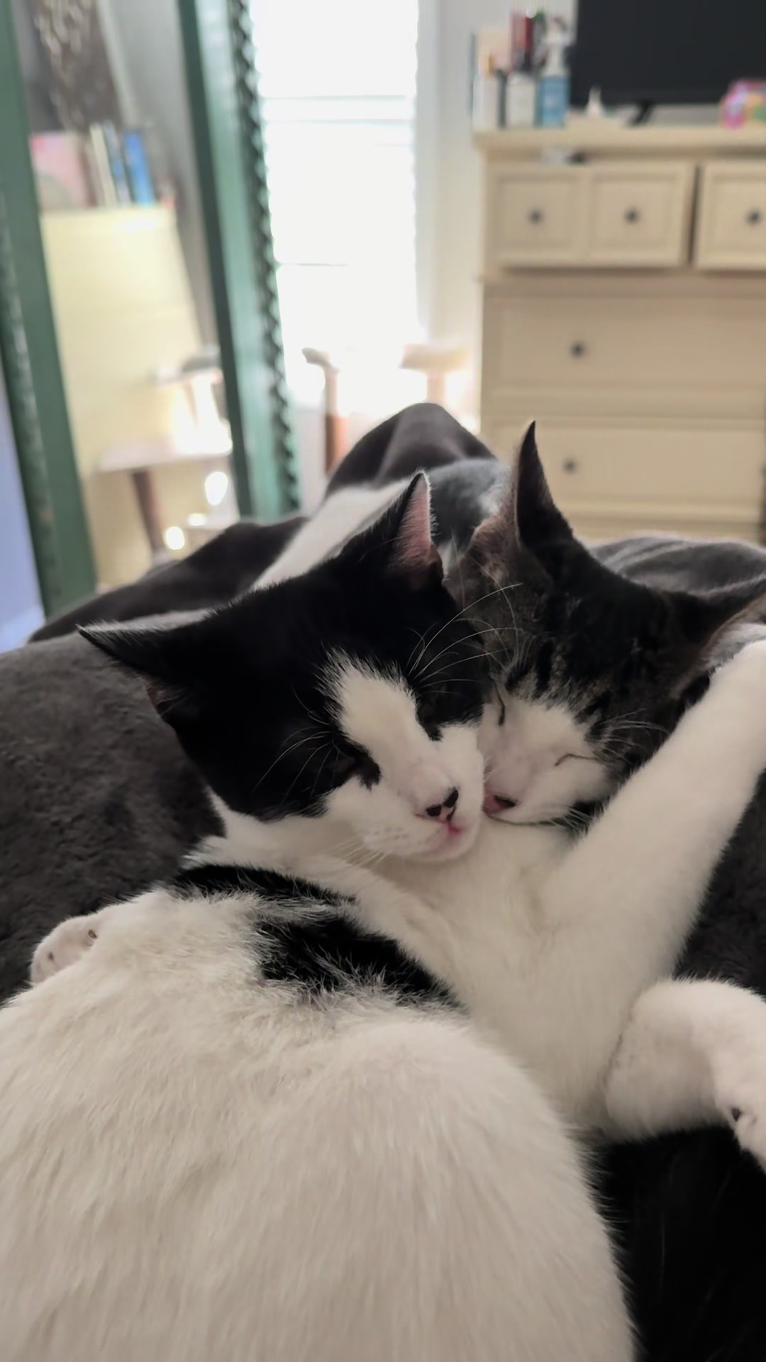 @Tay’s Feral Felines