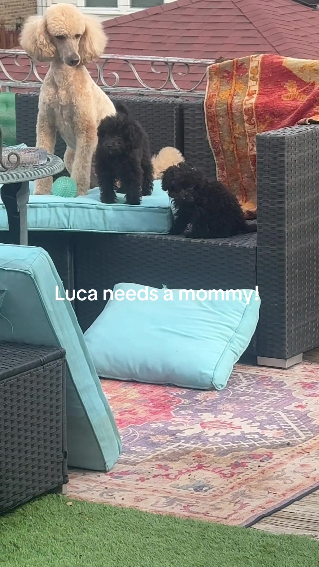 @packwalkdiaries