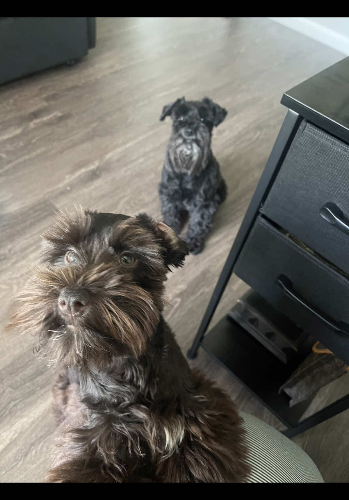 @LOU&rsquo;VON MINISCHNAUZER