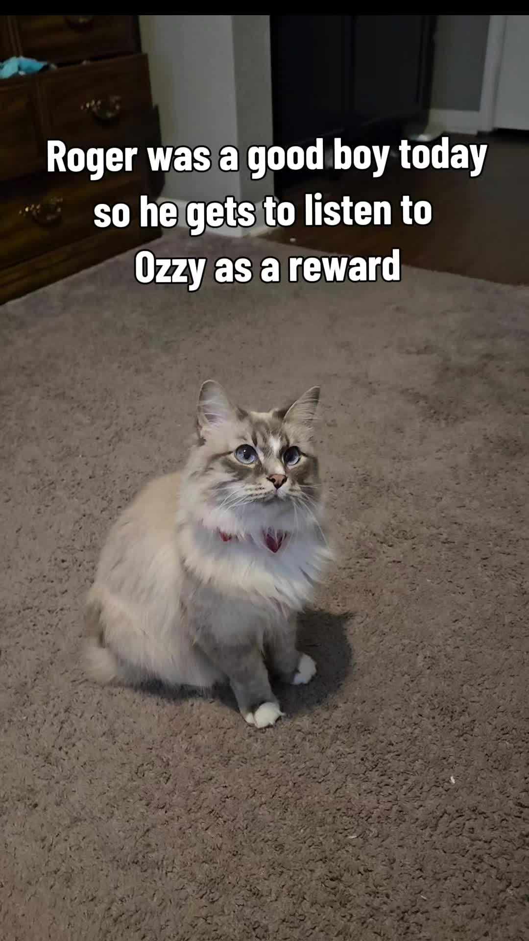 @rogerbiscuits
