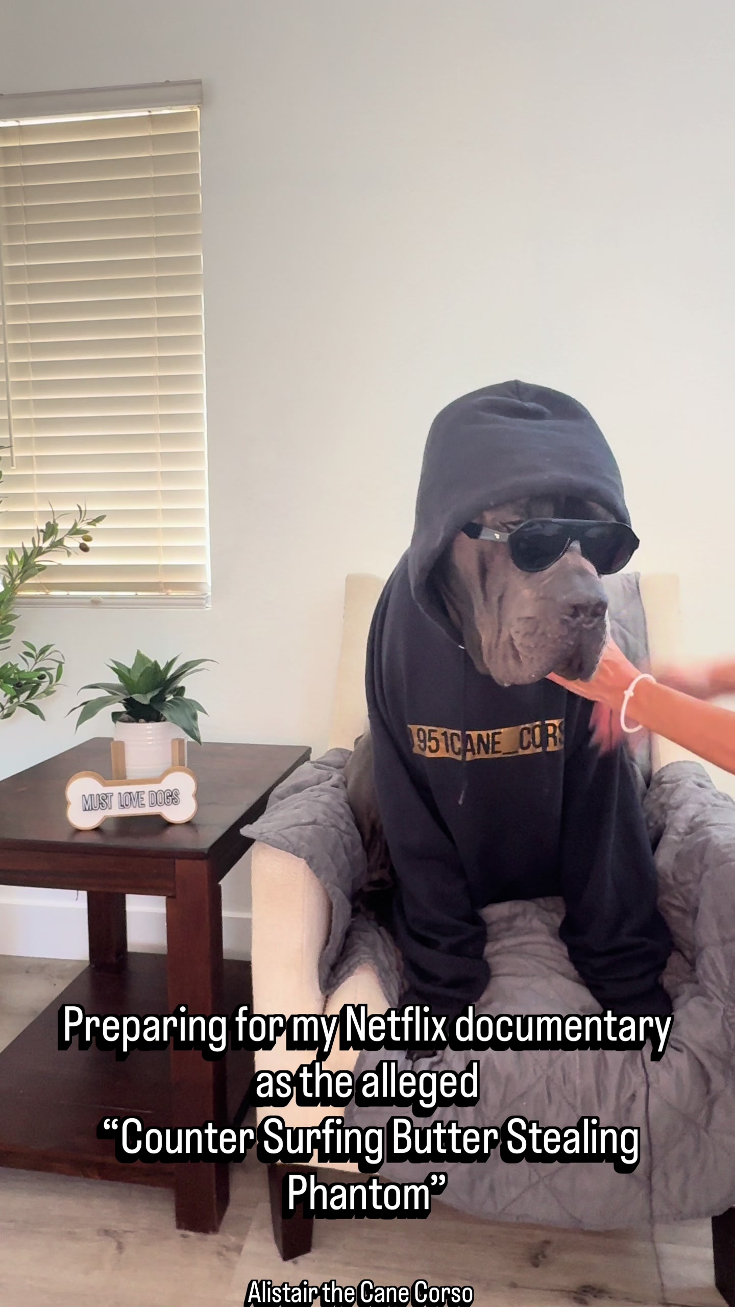 @Alistair the Cane Corso