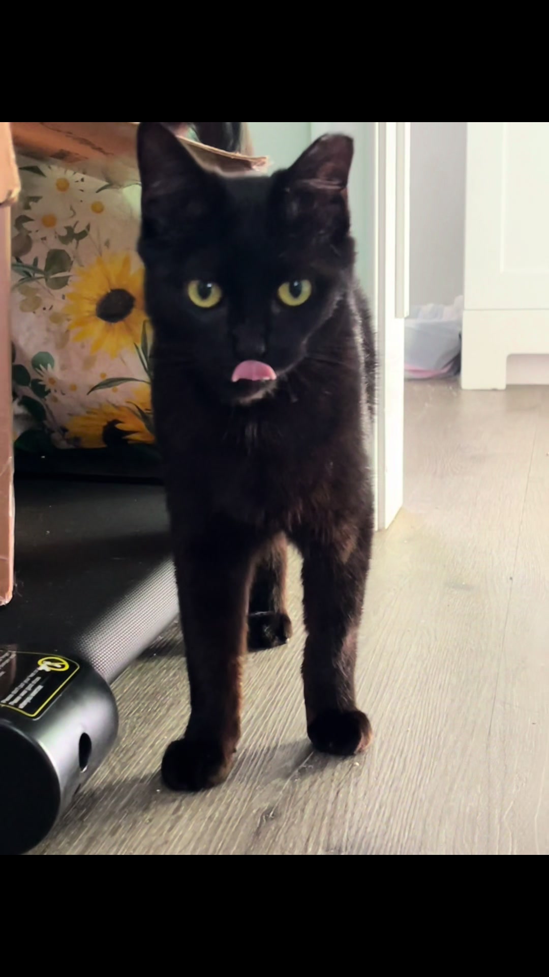 @dutch.vandercat