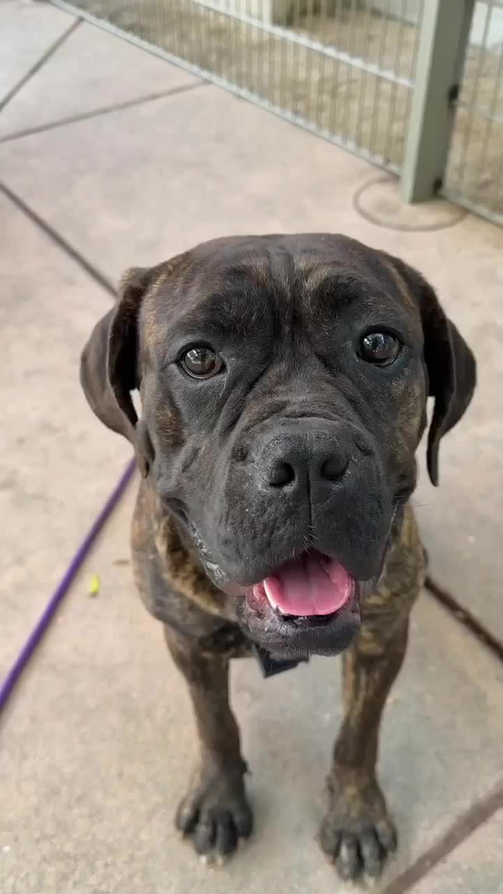 @Cane Corsos