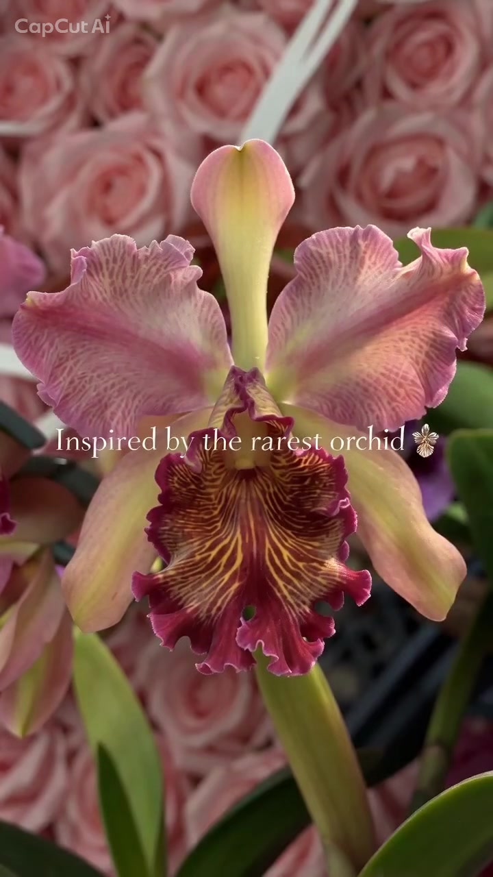 @Orchidique