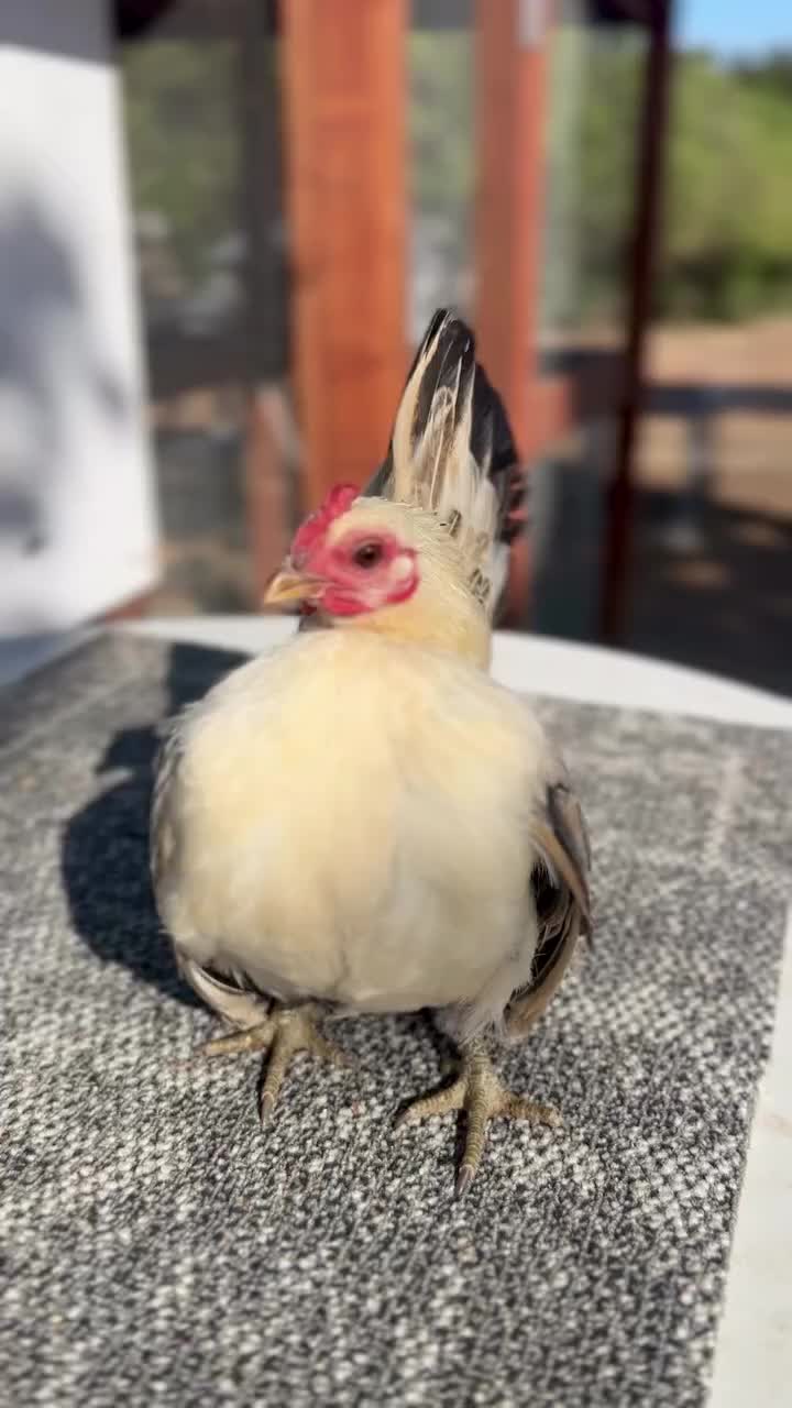 @Live stock animals ๐ชฟ๐๐๐๐ฅฌ