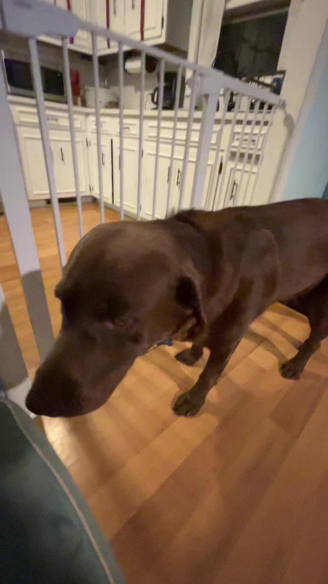 @Chocolate Labrador