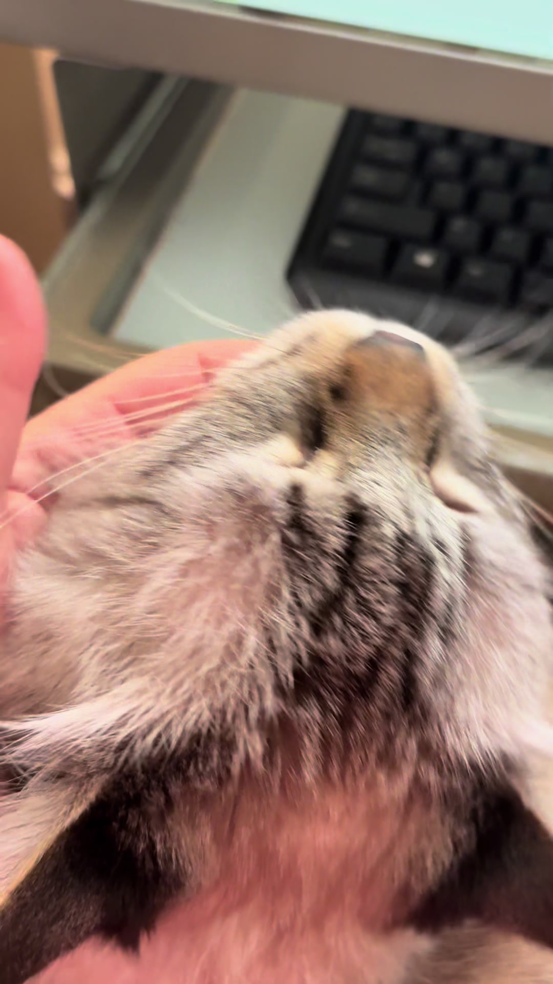 @Brock Meowsnar