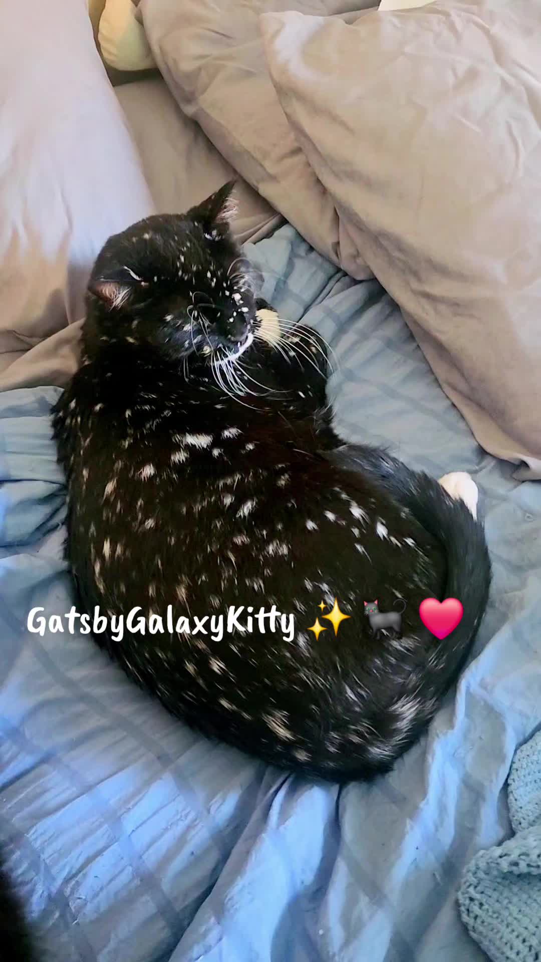 @gatsbygalaxykitty