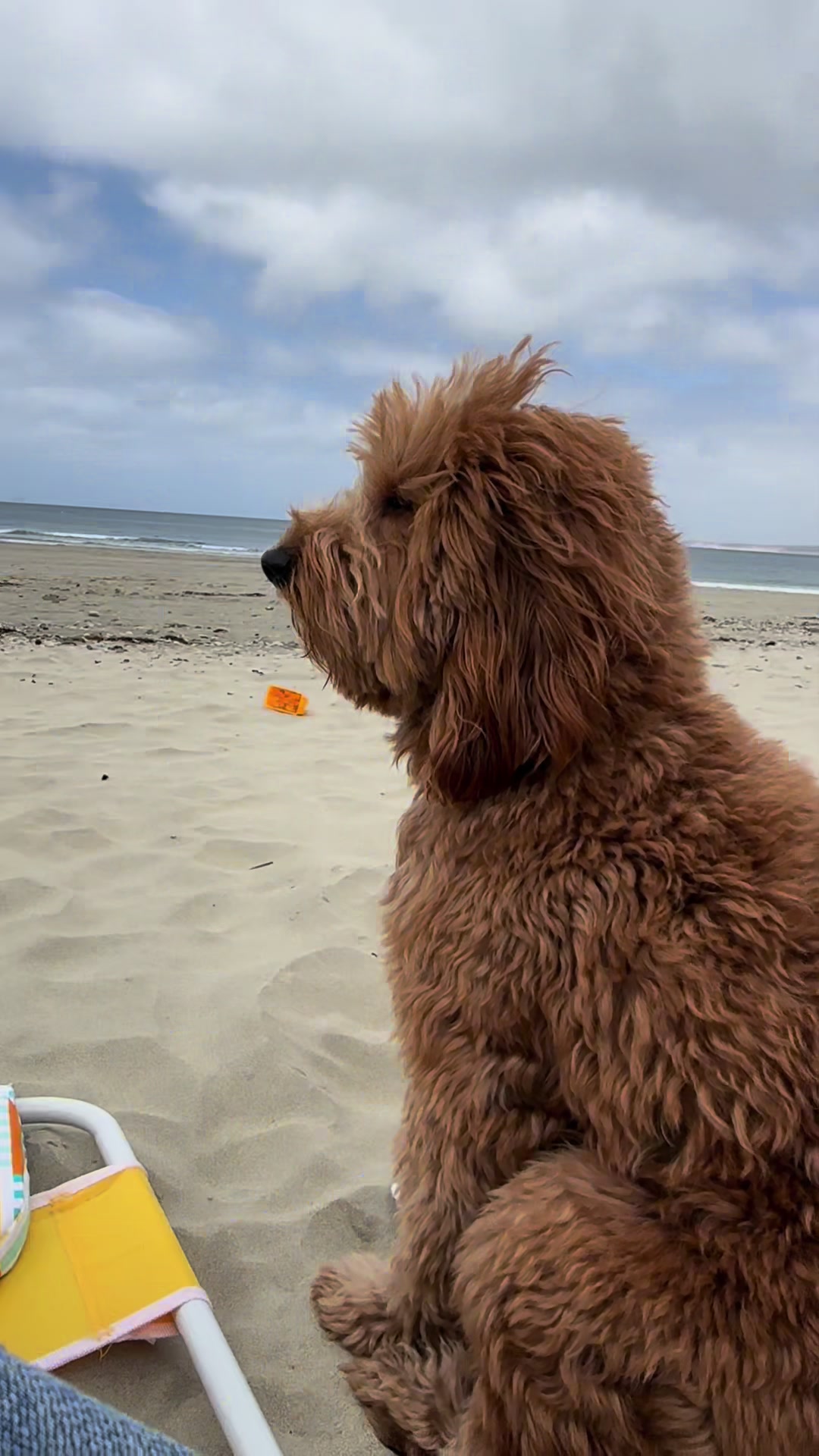 @TuckerTheTurlockDoodle