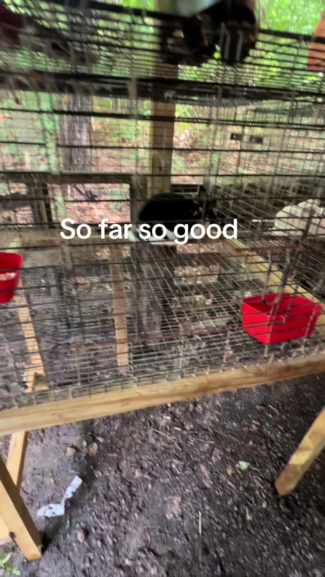@rabbitqueen2025