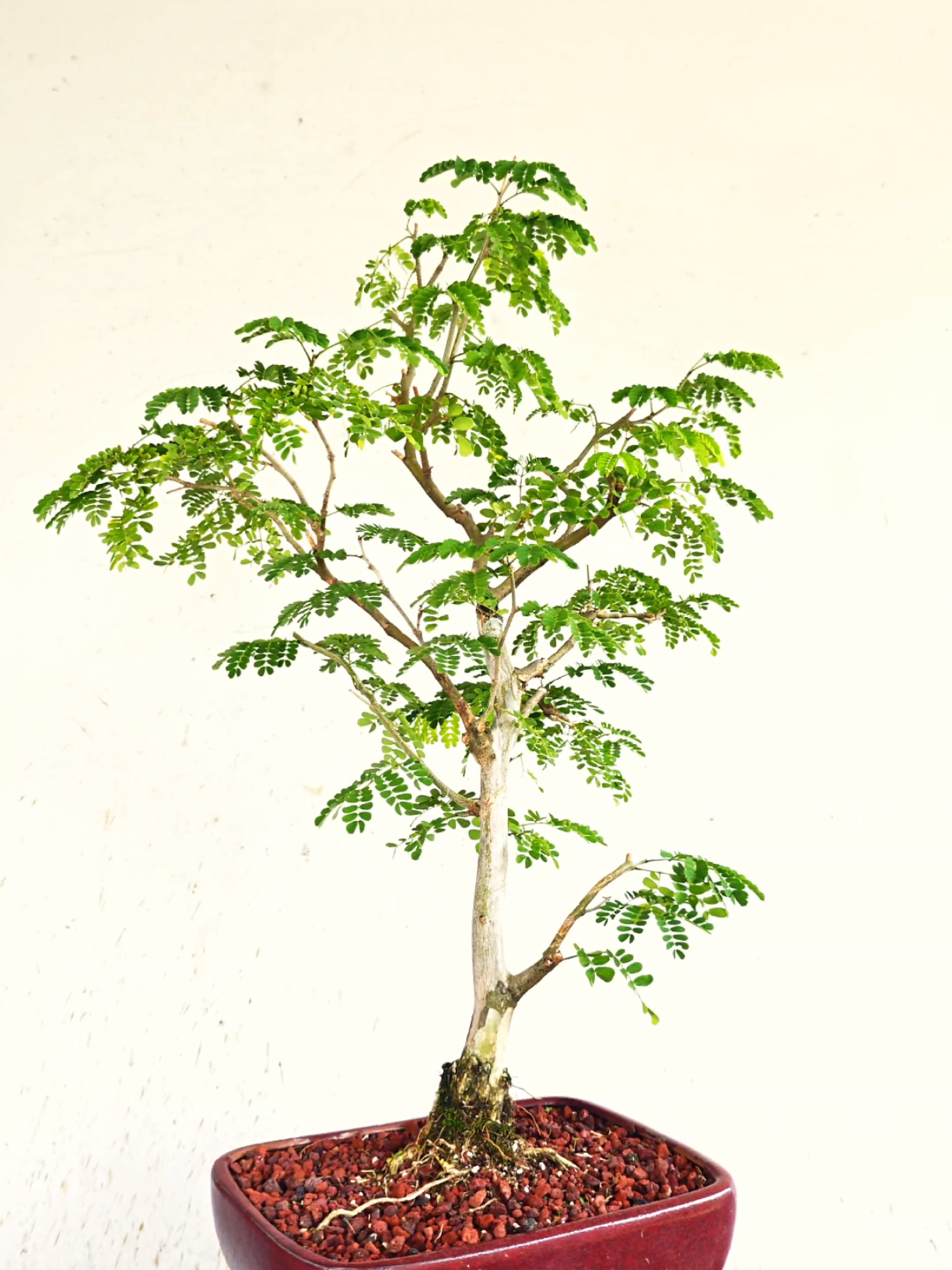 @Bryan Loves Bonsai