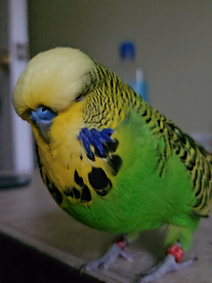@Run Slow-Mo Charlie🦜