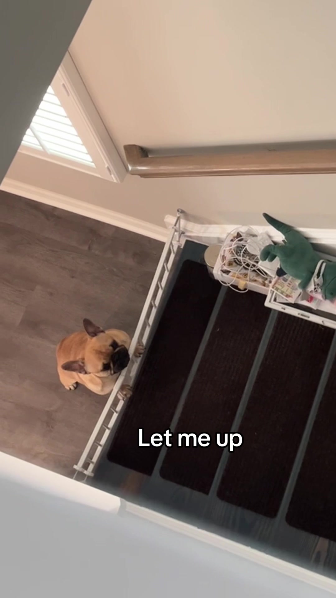 @Archie The Frenchie