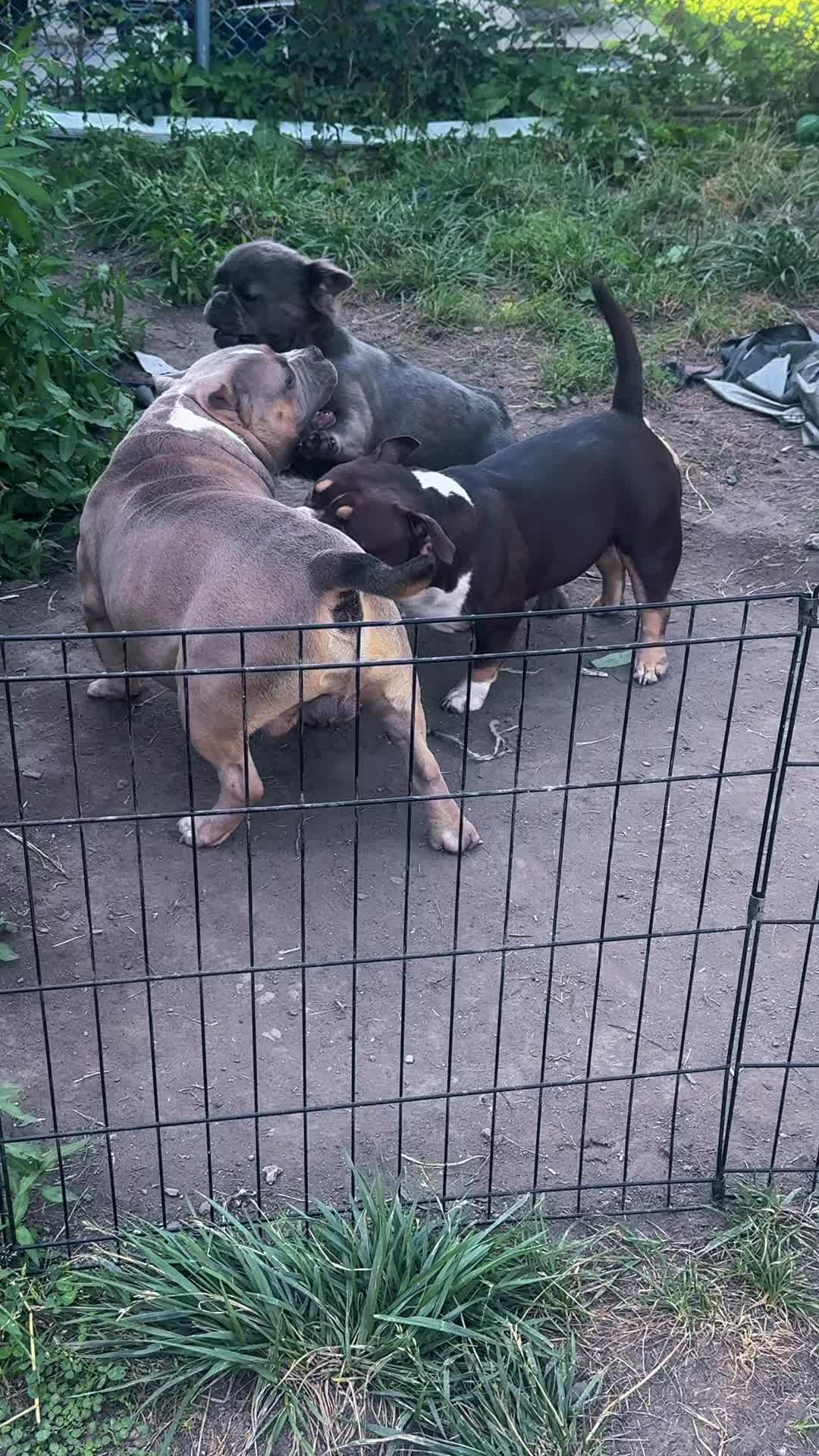 @NoCapBullys