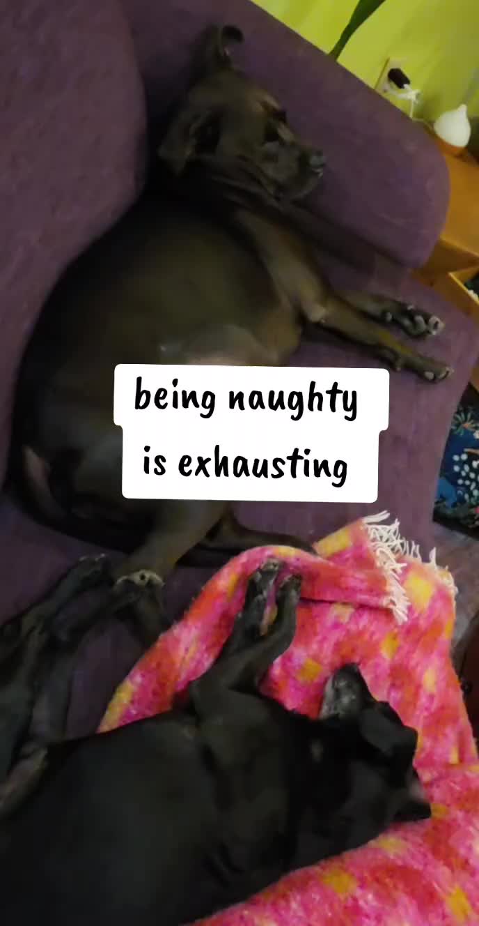 @thedanitanner