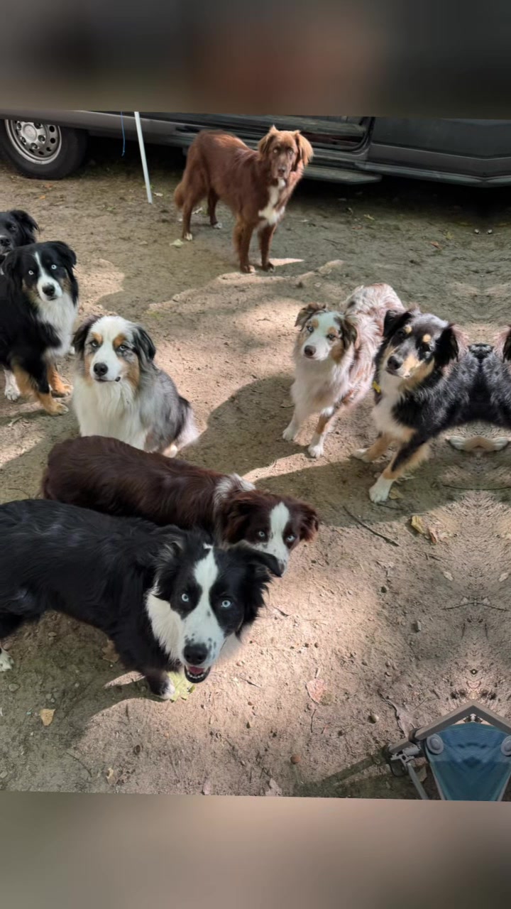 @Herding dog mom