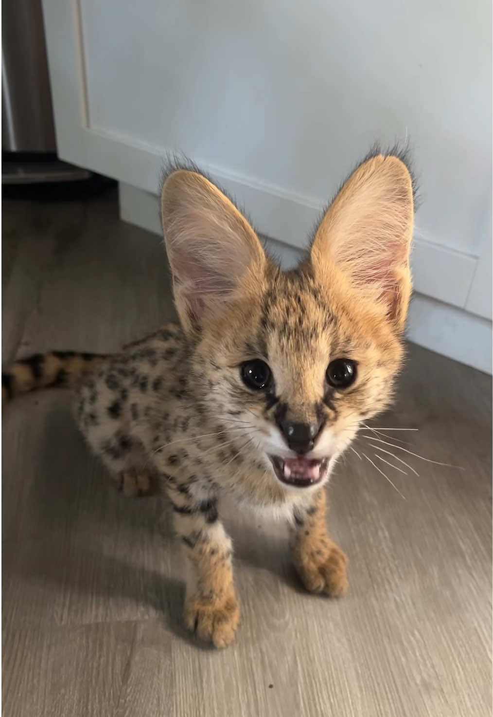 @BAO THE SERVAL