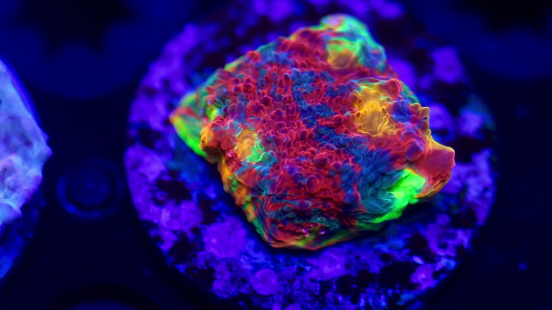 @Cali_Coral_Connect_hxa