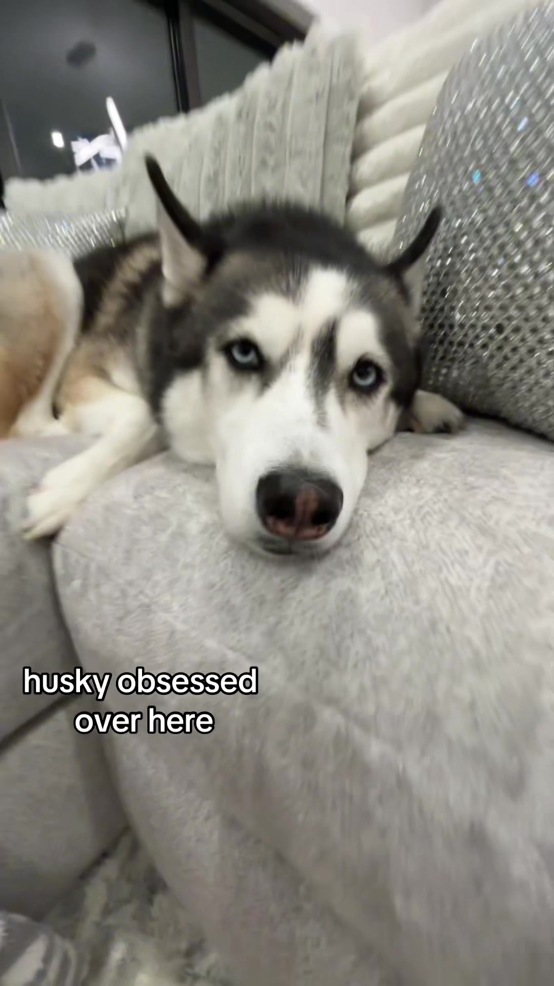 @lifewith2huskies