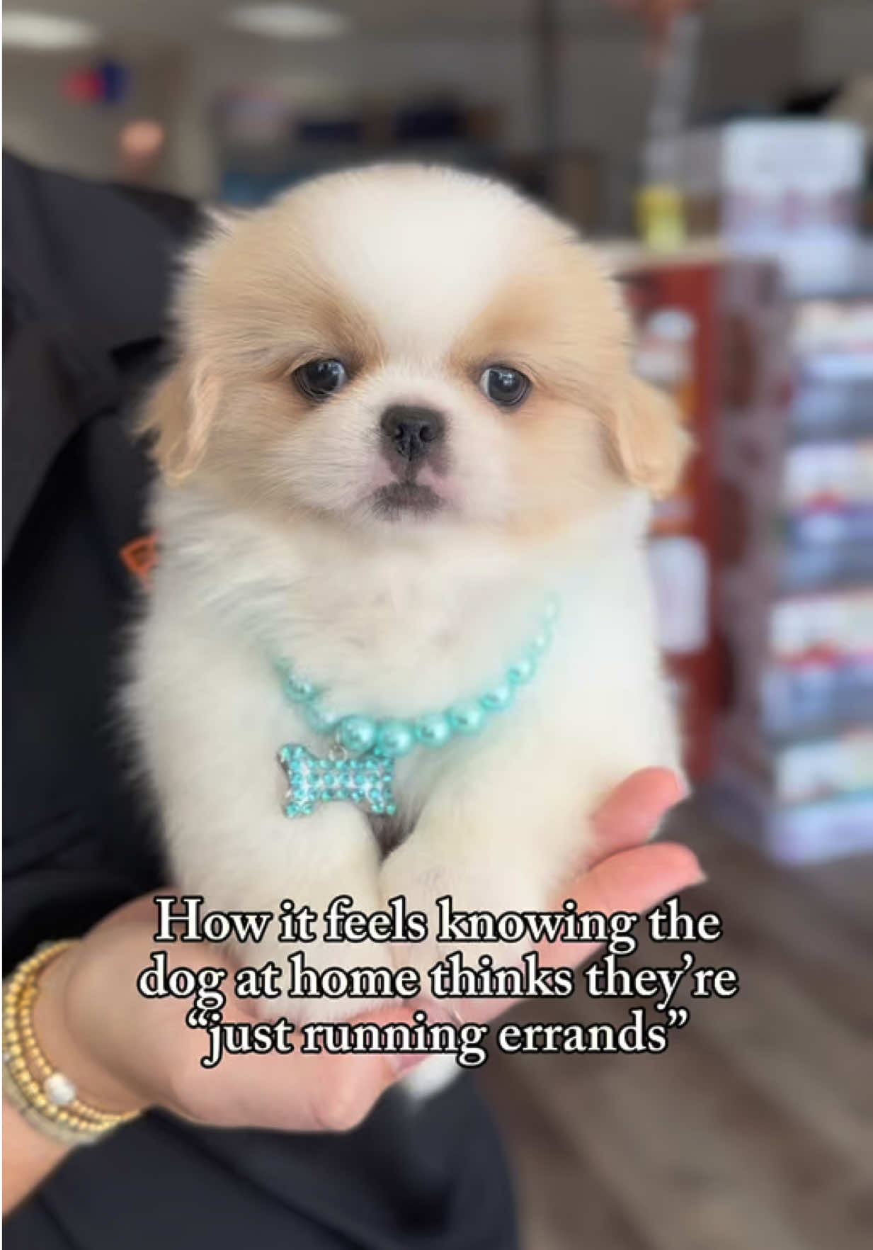 @Petland Bradenton