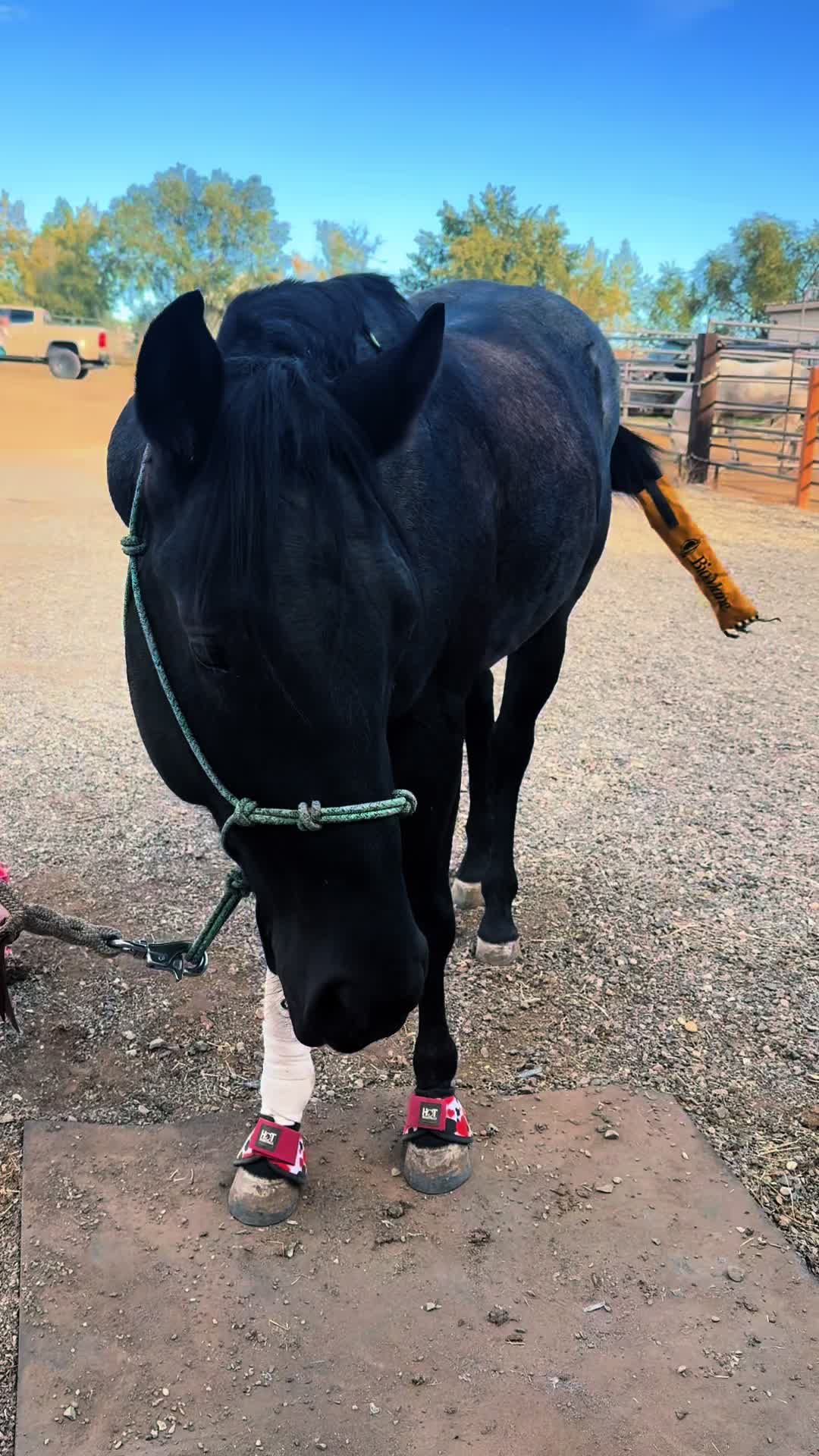 @Cowgirl Tuff Colt Training ❤️