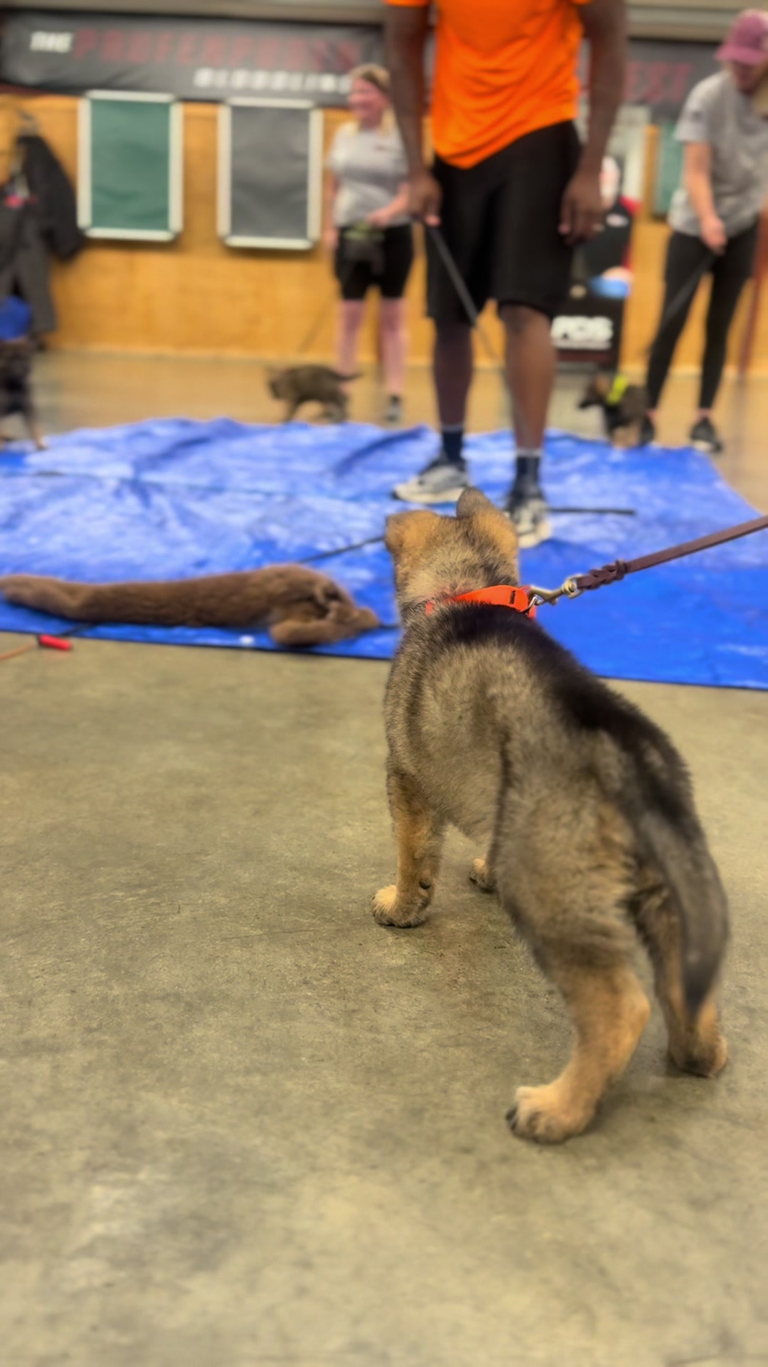 @Protection Dog Sales